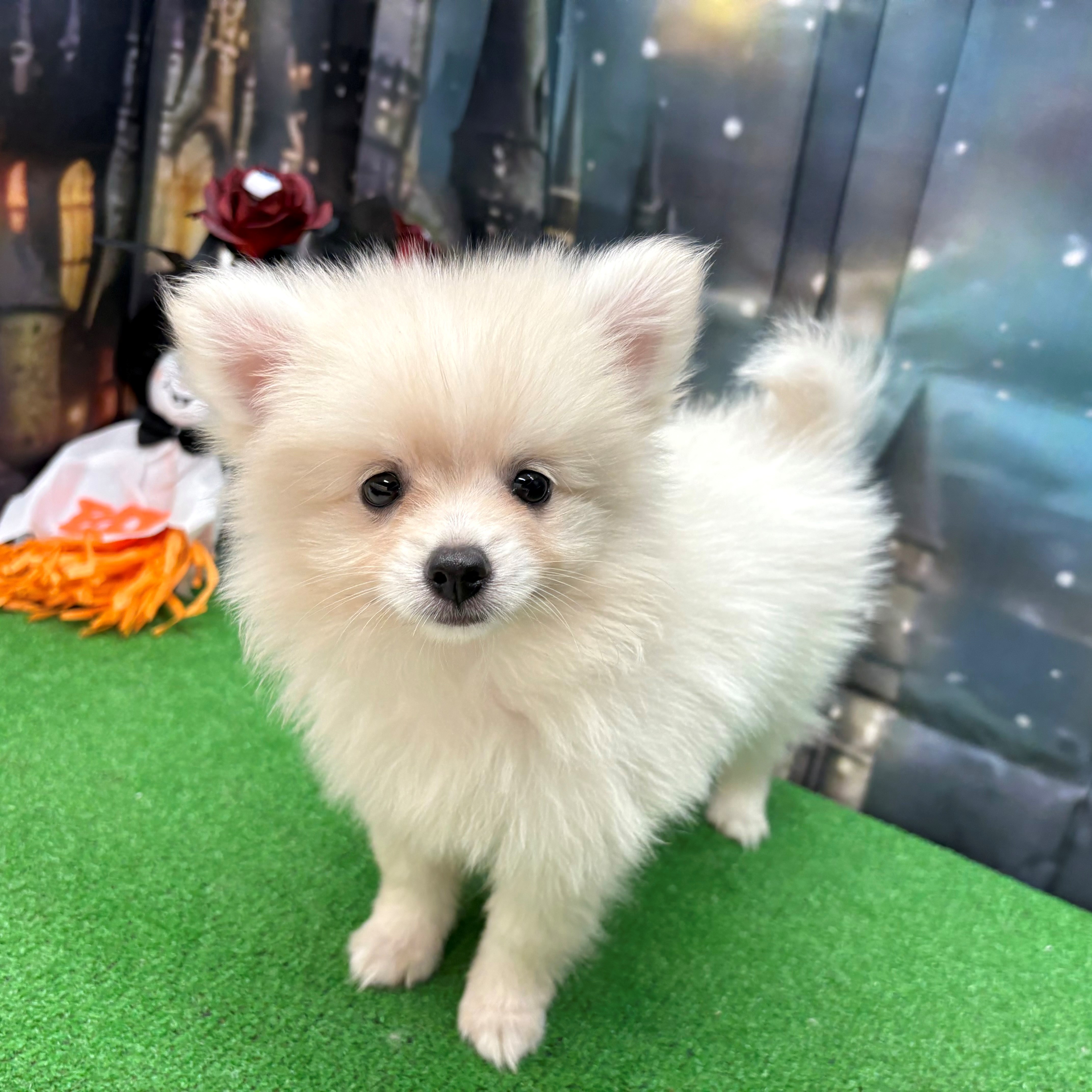 愛知県のポメラニアン (犬の家＆猫の里名古屋天白店/2025年8月22日生まれ/男の子/クリーム)の子犬の3枚目の画像