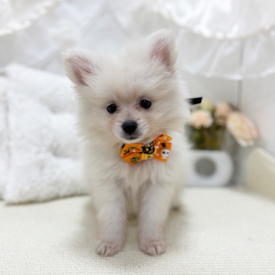 岐阜県のポメラニアン (犬の家＆猫の里カラフルタウン岐阜店/2025年8月22日生まれ/女の子/クリーム)の子犬の3枚目の画像