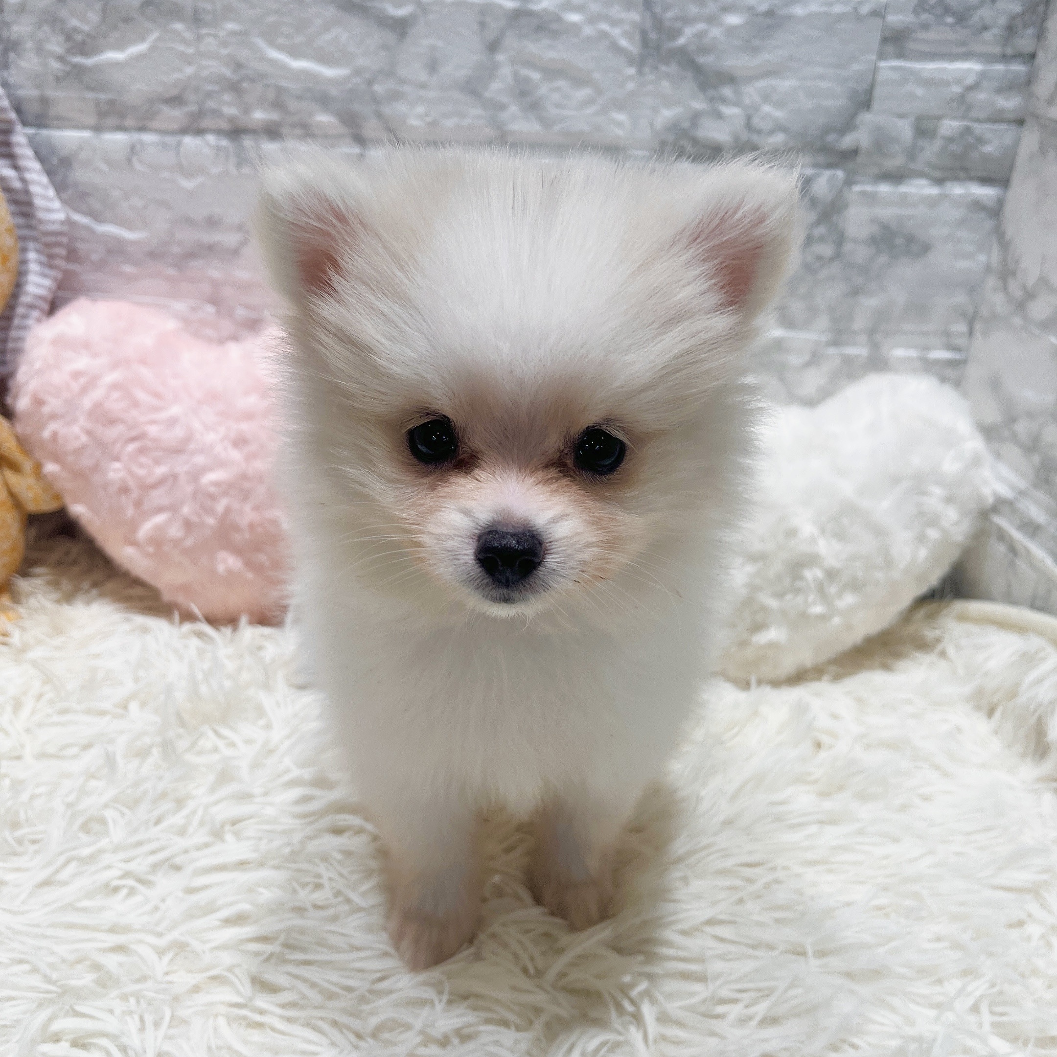 愛知県のポメラニアン (犬の家＆猫の里MiO香久山店/2025年8月22日生まれ/女の子/ホワイトクリーム)の子犬の3枚目の画像