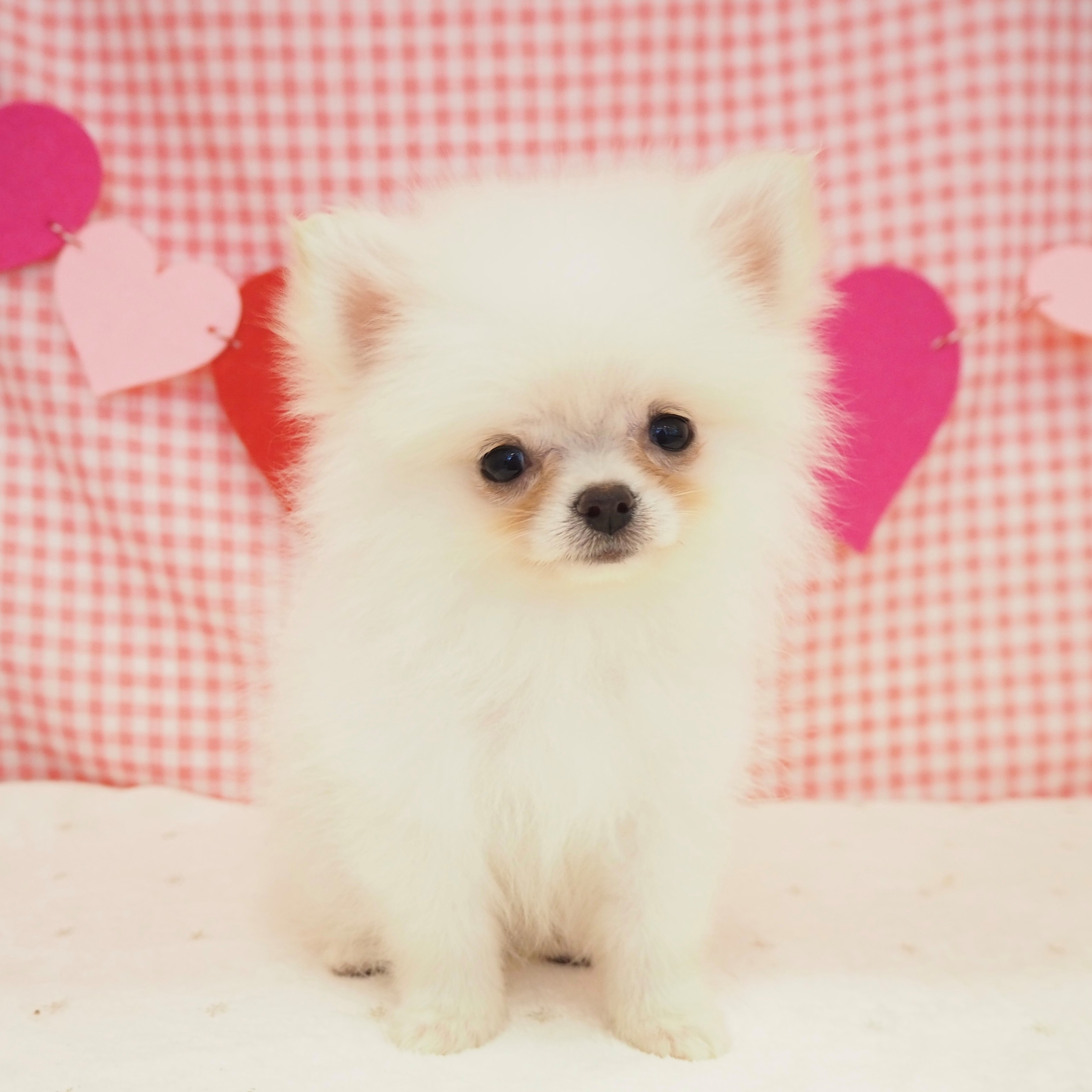 大阪府のポメチワ/チワポメ/ポメチー(ポメラニアン×チワワ) (犬の家＆猫の里もりのみやキューズモールBASE店/2025年8月9日生まれ/女の子/クリーム)の子犬の3枚目の画像