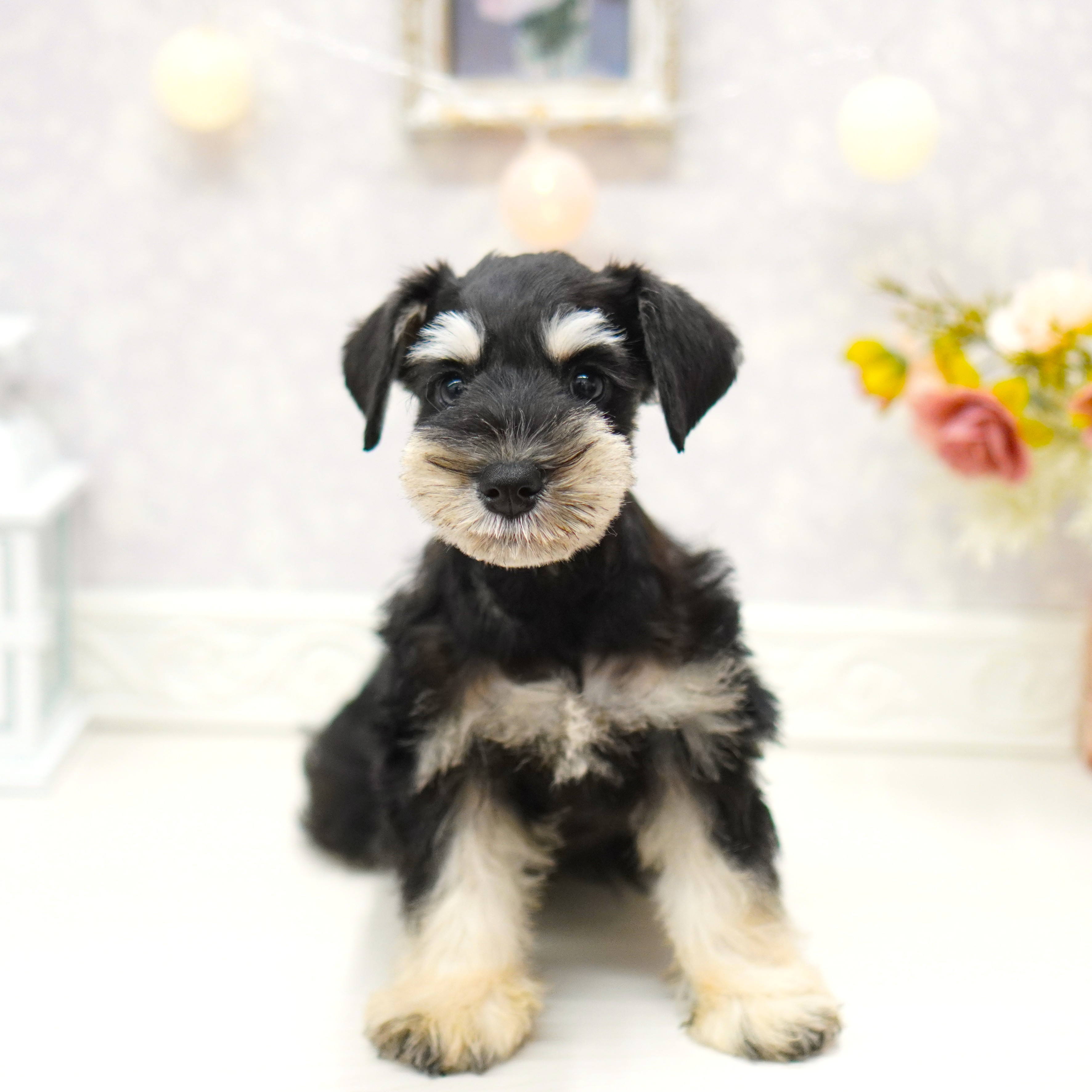 富山県のミニチュアシュナウザー (犬の家＆猫の里アミーゴ山室店/2025年8月22日生まれ/女の子/ブラックシルバー)の子犬の3枚目の画像