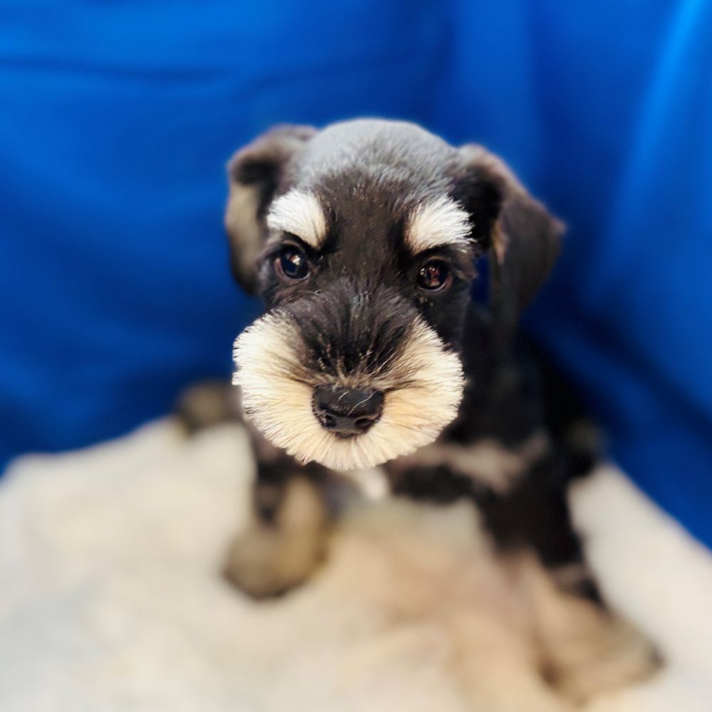 愛知県のミニチュアシュナウザー (犬の家＆猫の里愛知刈谷店/2025年8月22日生まれ/男の子/ブラックシルバー)の子犬の3枚目の画像