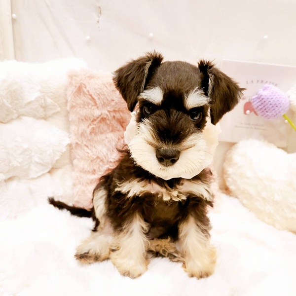 福井県のミニチュアシュナウザー (犬の家＆猫の里福井店/2025年8月22日生まれ/女の子/ブラックシルバー)の子犬の3枚目の画像