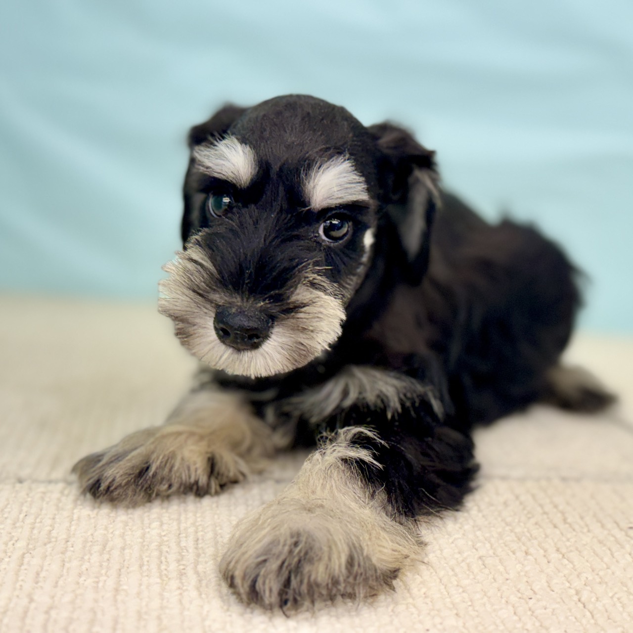 愛知県のミニチュアシュナウザー (犬の家＆猫の里春日井本店/2025年8月22日生まれ/男の子/ブラックシルバー)の子犬の3枚目の画像