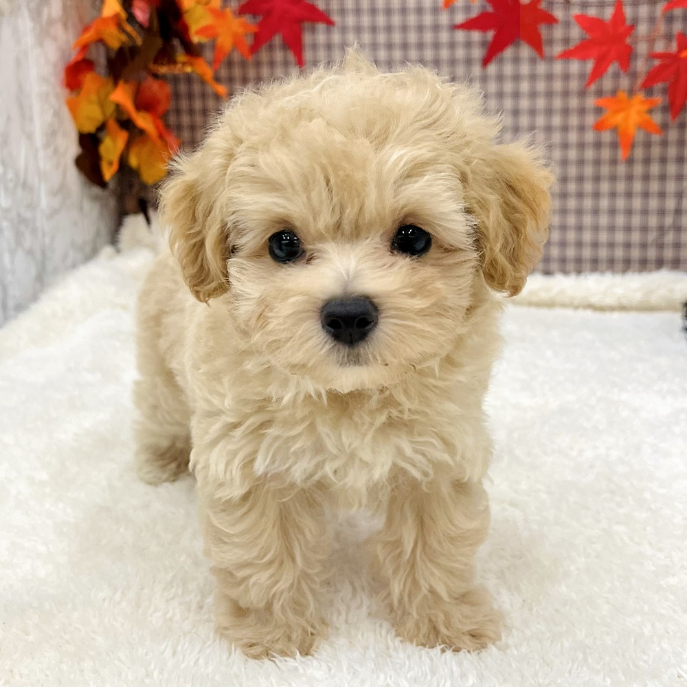 愛知県のマルプー(マルチーズ×プードル) (犬の家&猫の里エアポートウォーク店/2025年8月24日生まれ/女の子/クリーム)の子犬の3枚目の画像