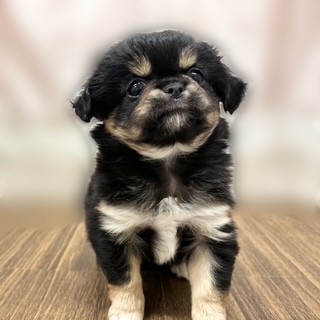 兵庫県のチワペキ/ペキチー/ペキチワ(チワワ×ペキニーズ) (犬の家＆猫の里カナート西神戸店/2025年8月20日生まれ/女の子/ブラックタン)の子犬の3枚目の画像