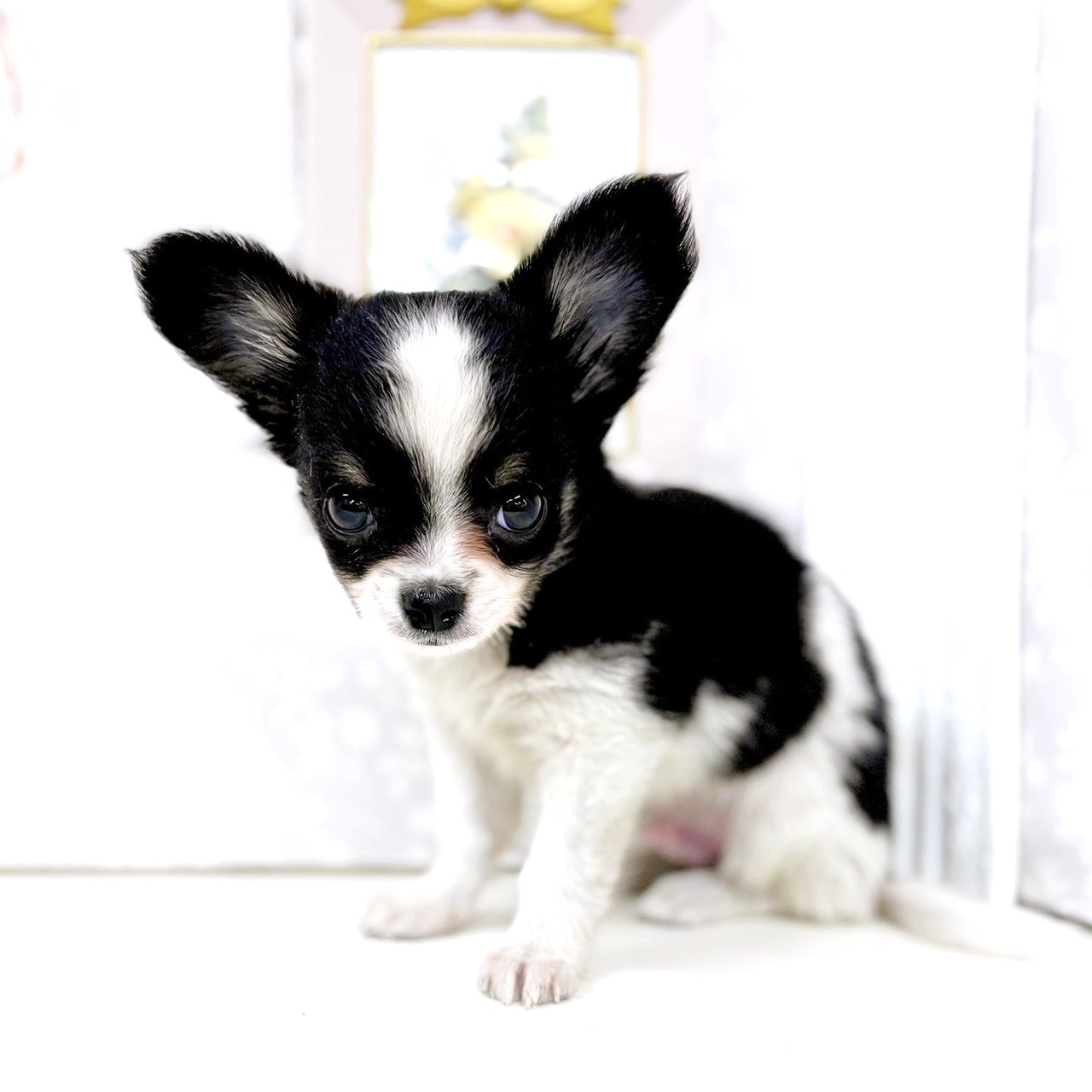 富山県のチワワ(ロング) (犬の家&猫の里アミーゴ高岡蓮花寺店/2025年8月22日生まれ/男の子/ブラックタンホワイト)の子犬の3枚目の画像