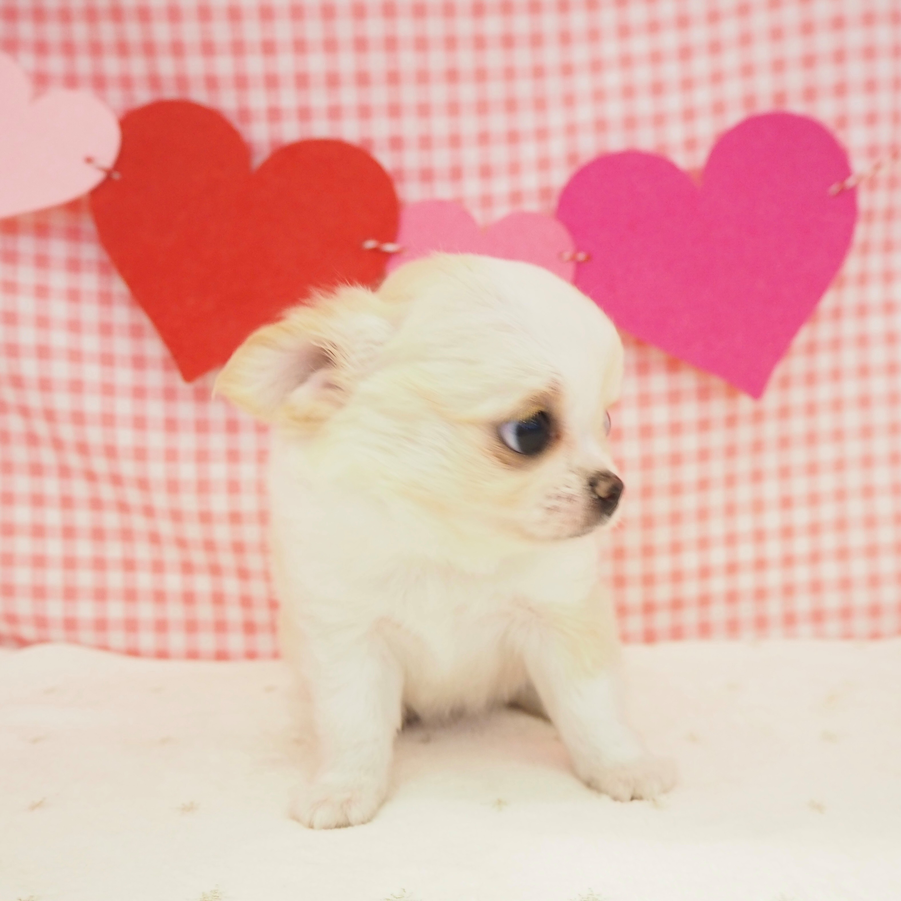 大阪府のチワワ(ロング) (犬の家&猫の里もりのみやキューズモールBASE店/2025年8月23日生まれ/女の子/クリームホワイト)の子犬の3枚目の画像