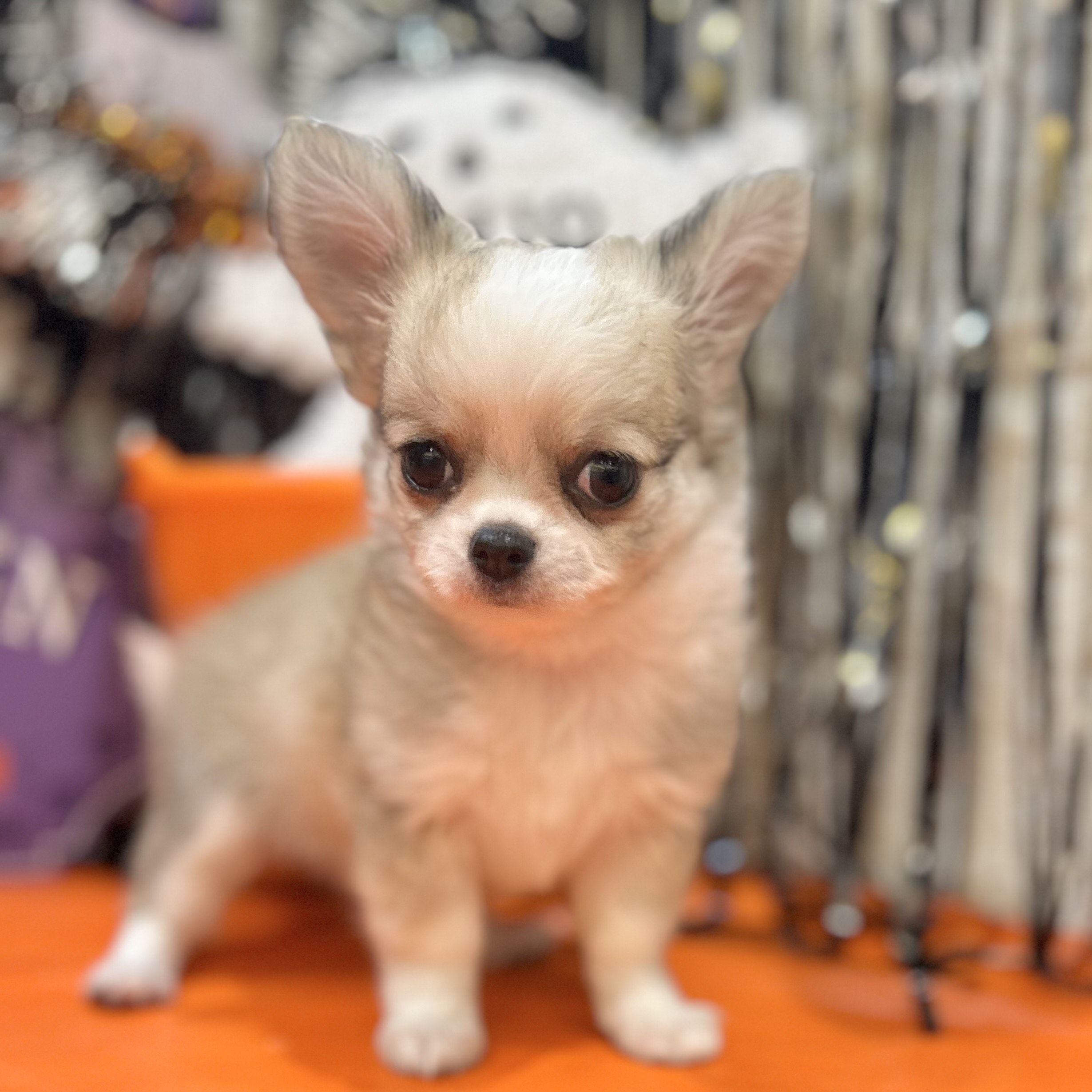 岡山県のチワワ(ロング) (犬の家&猫の里倉敷店/2025年8月23日生まれ/女の子/クリームセーブルホワイト)の子犬の3枚目の画像