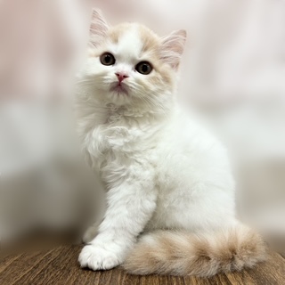 兵庫県のスコティッシュストレート (犬の家＆猫の里カナート西神戸店/2025年8月17日生まれ/男の子/クリームタビーホワイト)の子猫の3枚目の画像