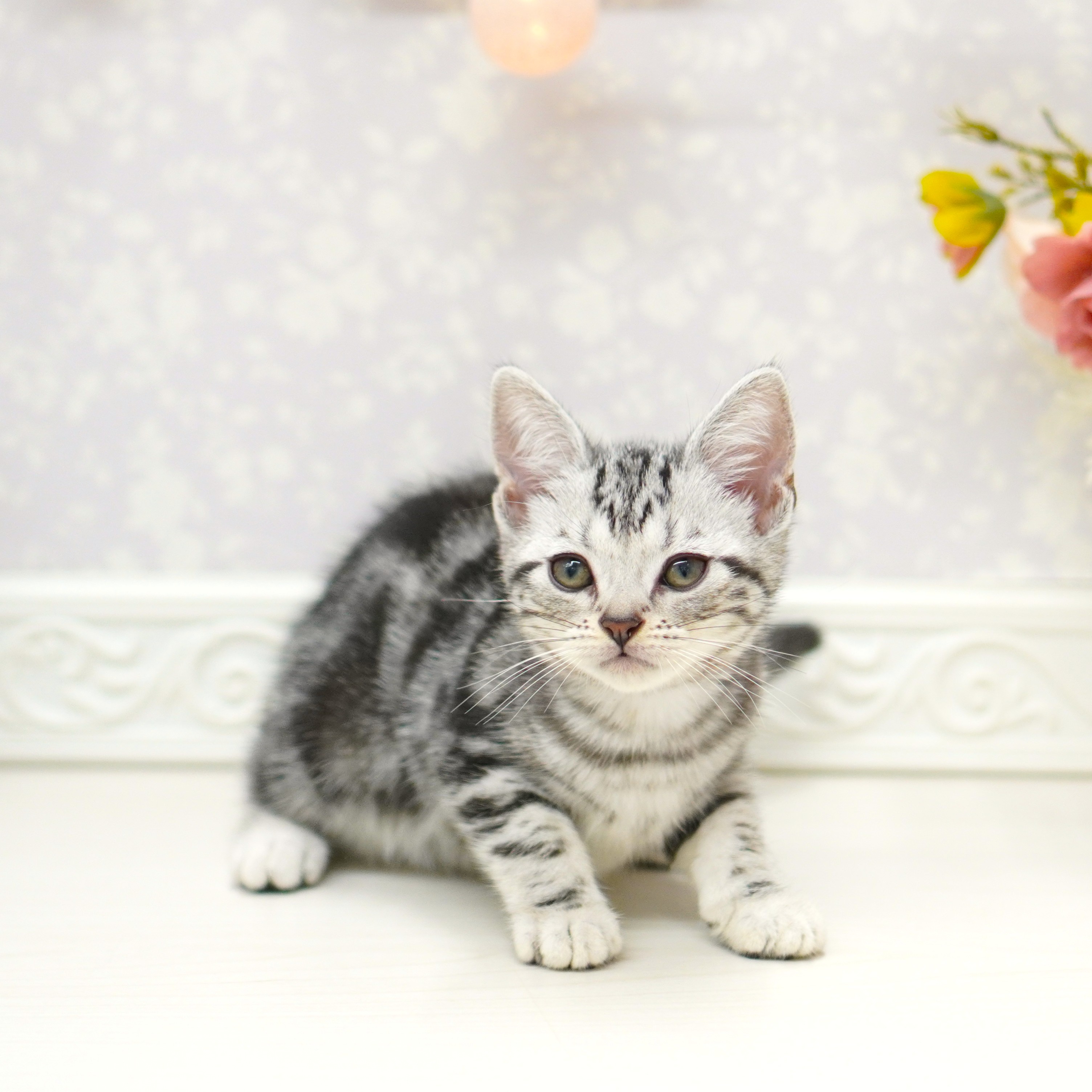 富山県のアメリカンショートヘアー (犬の家＆猫の里アミーゴ山室店/2025年8月24日生まれ/女の子/シルバータビー)の子猫の3枚目の画像