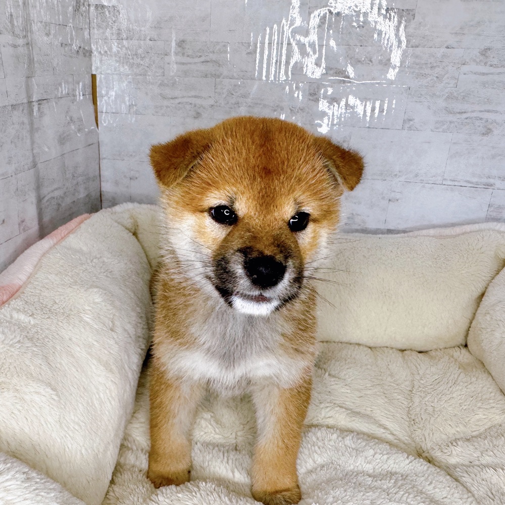長野県の柴犬(標準サイズ) (犬の家＆猫の里塩尻店/2025年8月22日生まれ/男の子/赤)の子犬の3枚目の画像