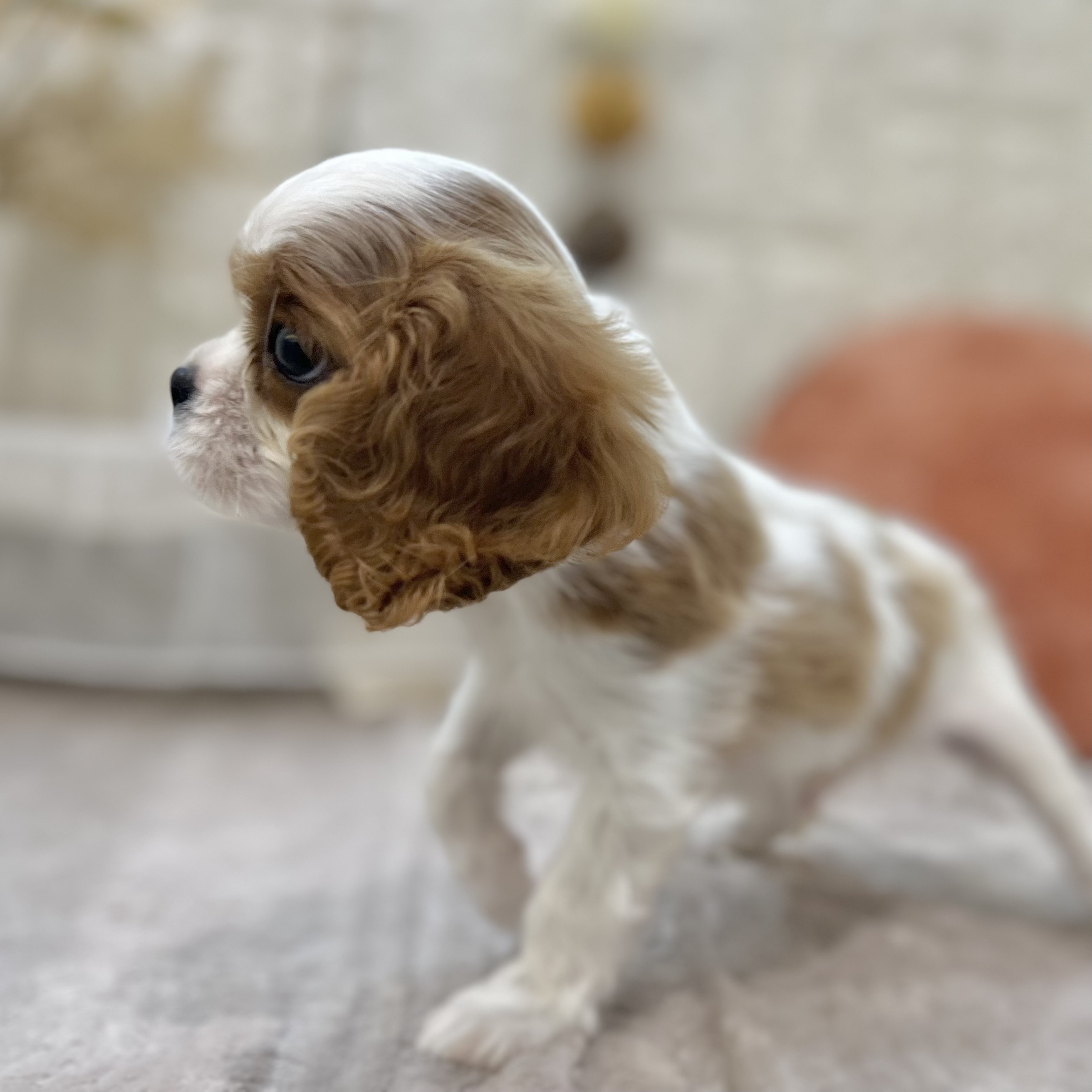 岡山県のキャバリアキングチャールズスパニエル (犬の家＆猫の里倉敷店/2025年8月24日生まれ/男の子/ブレンハイム)の子犬の3枚目の画像