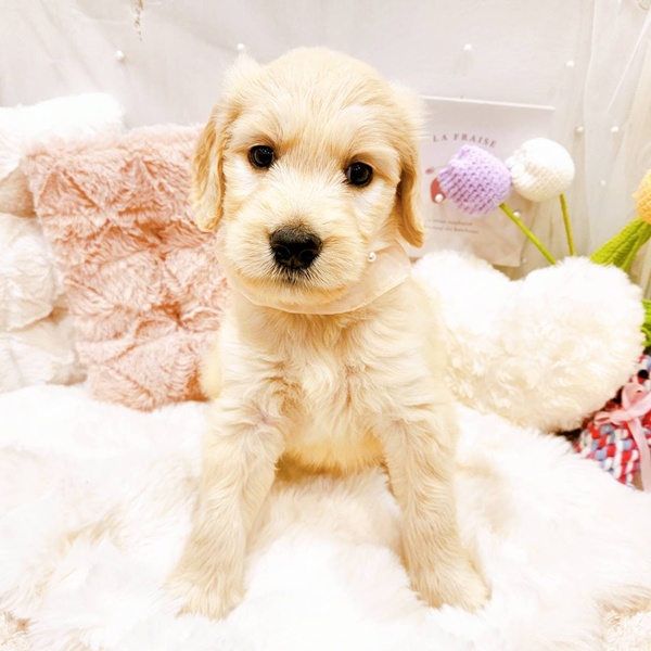 福井県のゴールデンドゥードゥル(ゴールデン×プードル) (犬の家＆猫の里福井店/2025年8月23日生まれ/女の子/クリーム)の子犬の3枚目の画像