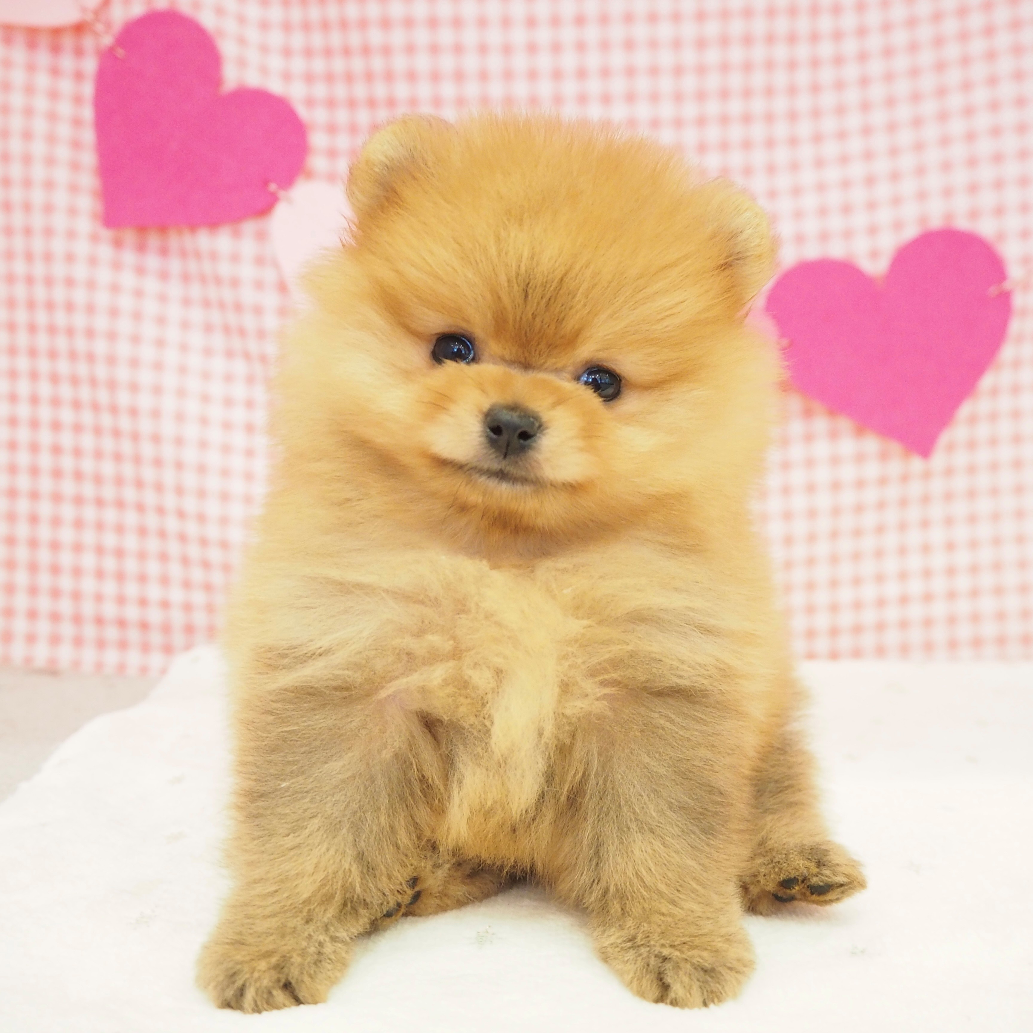 大阪府のポメラニアン (犬の家&猫の里もりのみやキューズモールBASE店/2025年8月24日生まれ/女の子/オレンジ)の子犬