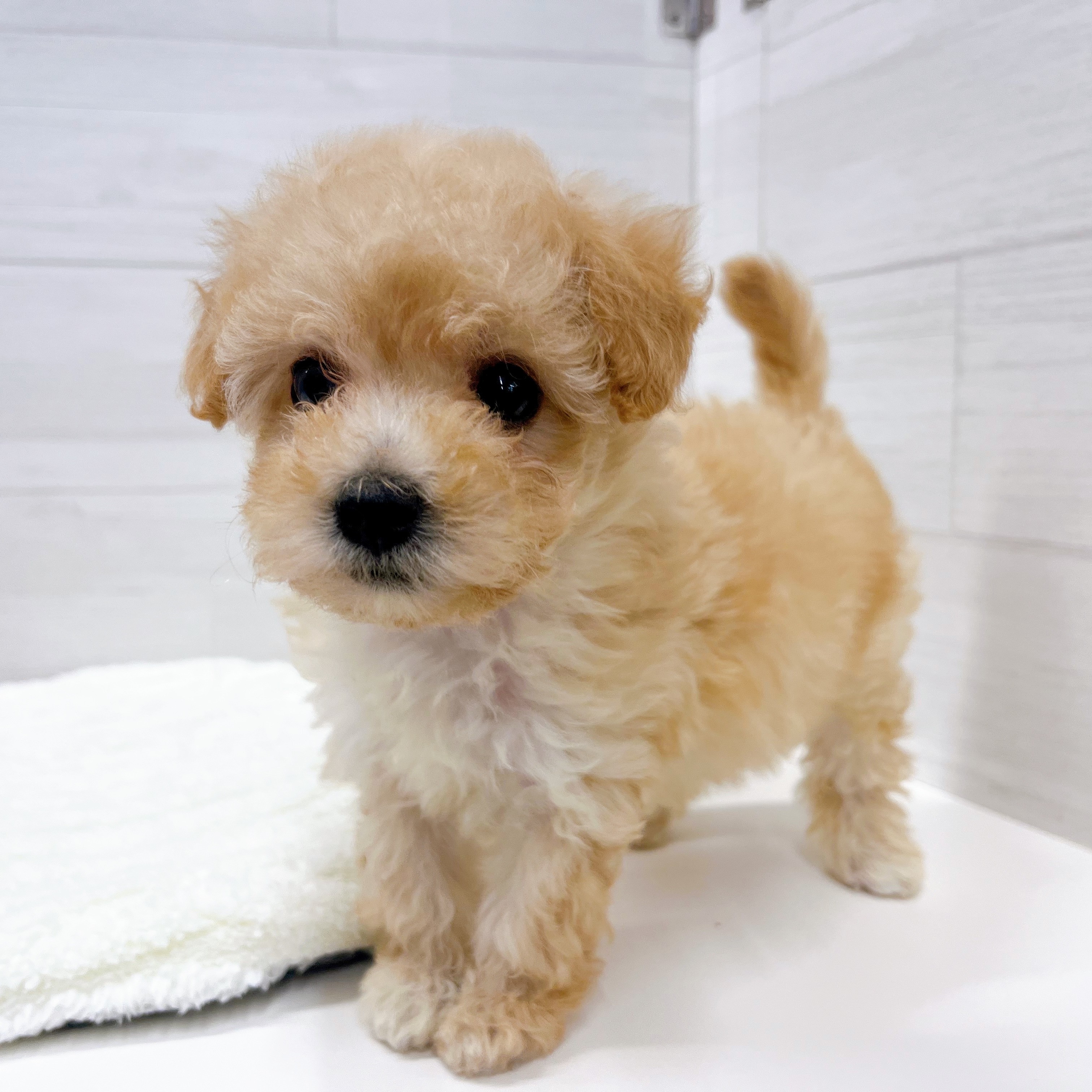 石川県のマルプー(マルチーズ×プードル) (犬の家＆猫の里アミーゴ金沢おこばた店/2025年8月24日生まれ/女の子/アプリコット)の子犬の3枚目の画像