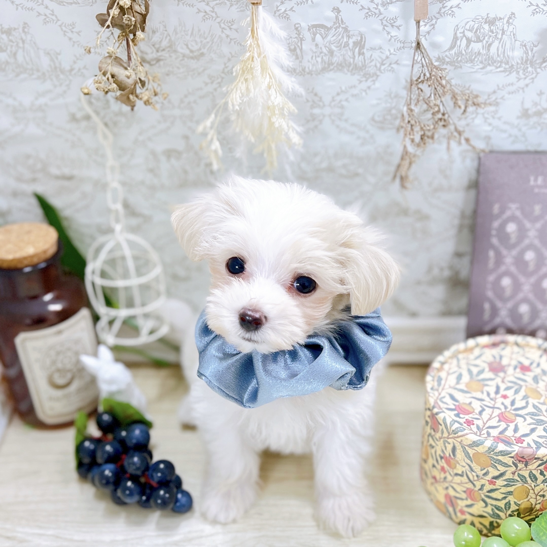 福井県のマルプー(マルチーズ×プードル) (犬の家＆猫の里アミーゴ福井大和田店/2025年8月22日生まれ/男の子/クリーム)の子犬の3枚目の画像