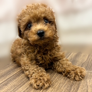 兵庫県のトイプードル(トイ) (犬の家＆猫の里カナート西神戸店/2025年8月21日生まれ/男の子/レッド)の子犬の3枚目の画像