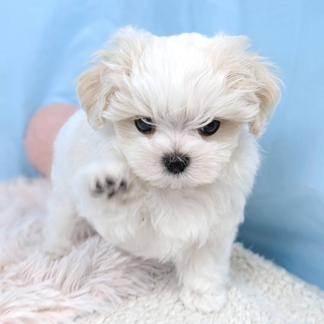 兵庫県のマルチーズ (犬の家＆猫の里川西店/2025年8月23日生まれ/男の子/ホワイト)の子犬の3枚目の画像