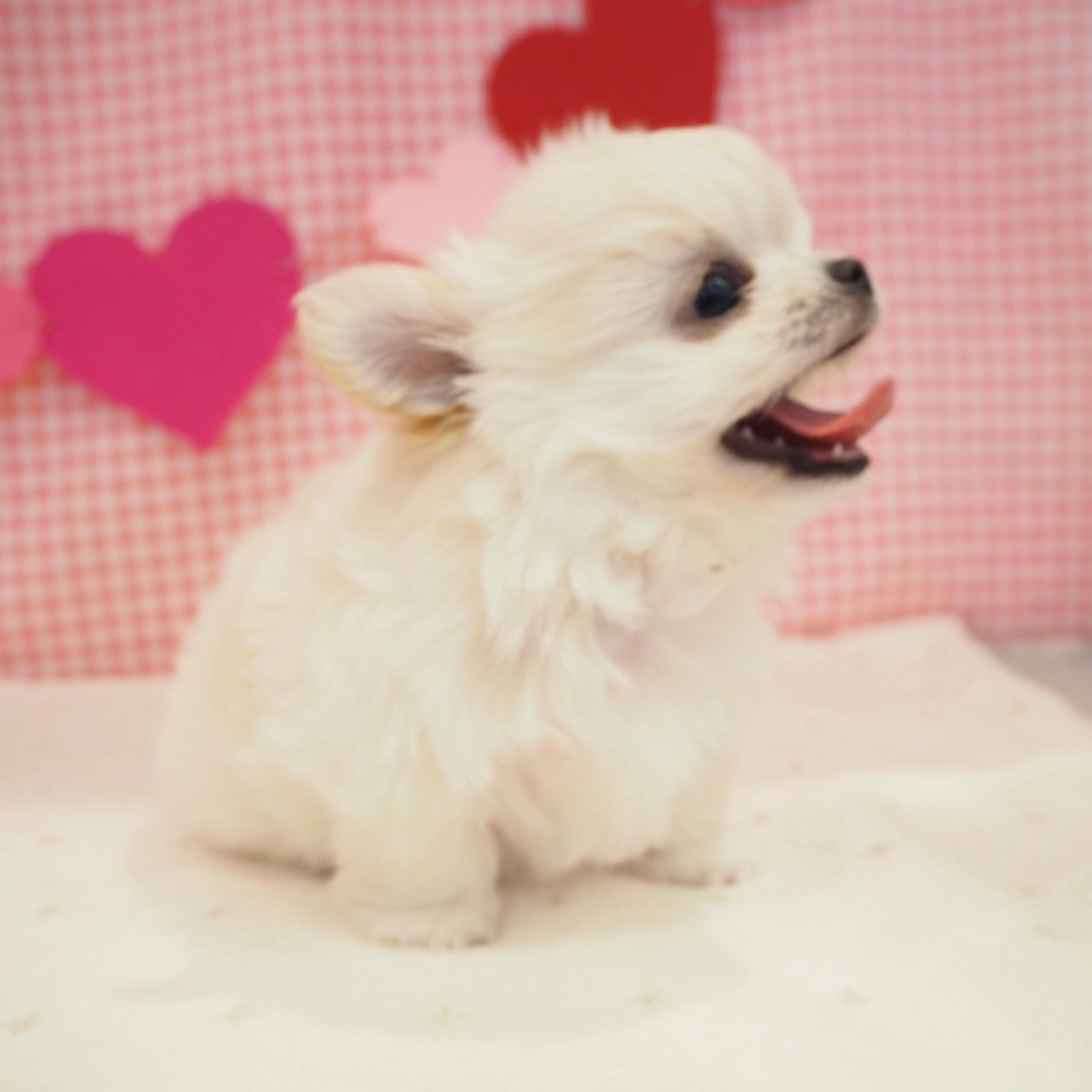 大阪府のチワマル/マルチワ(チワワ×マルチーズ) (犬の家&猫の里もりのみやキューズモールBASE店/2025年8月24日生まれ/男の子/ホワイト)の子犬の3枚目の画像