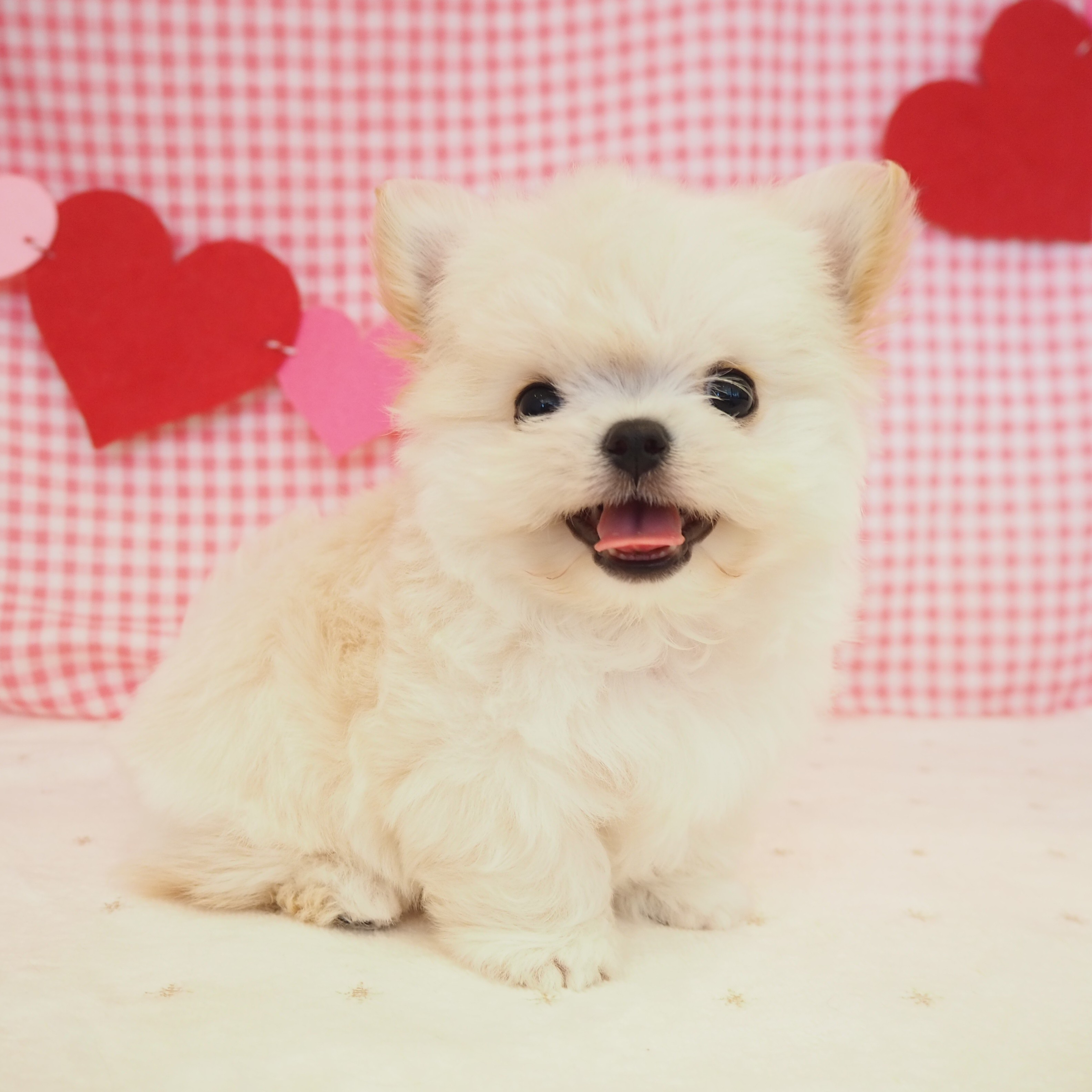 大阪府のチワマル/マルチワ(チワワ×マルチーズ) (犬の家&猫の里もりのみやキューズモールBASE店/2025年8月24日生まれ/男の子/ホワイト)の子犬