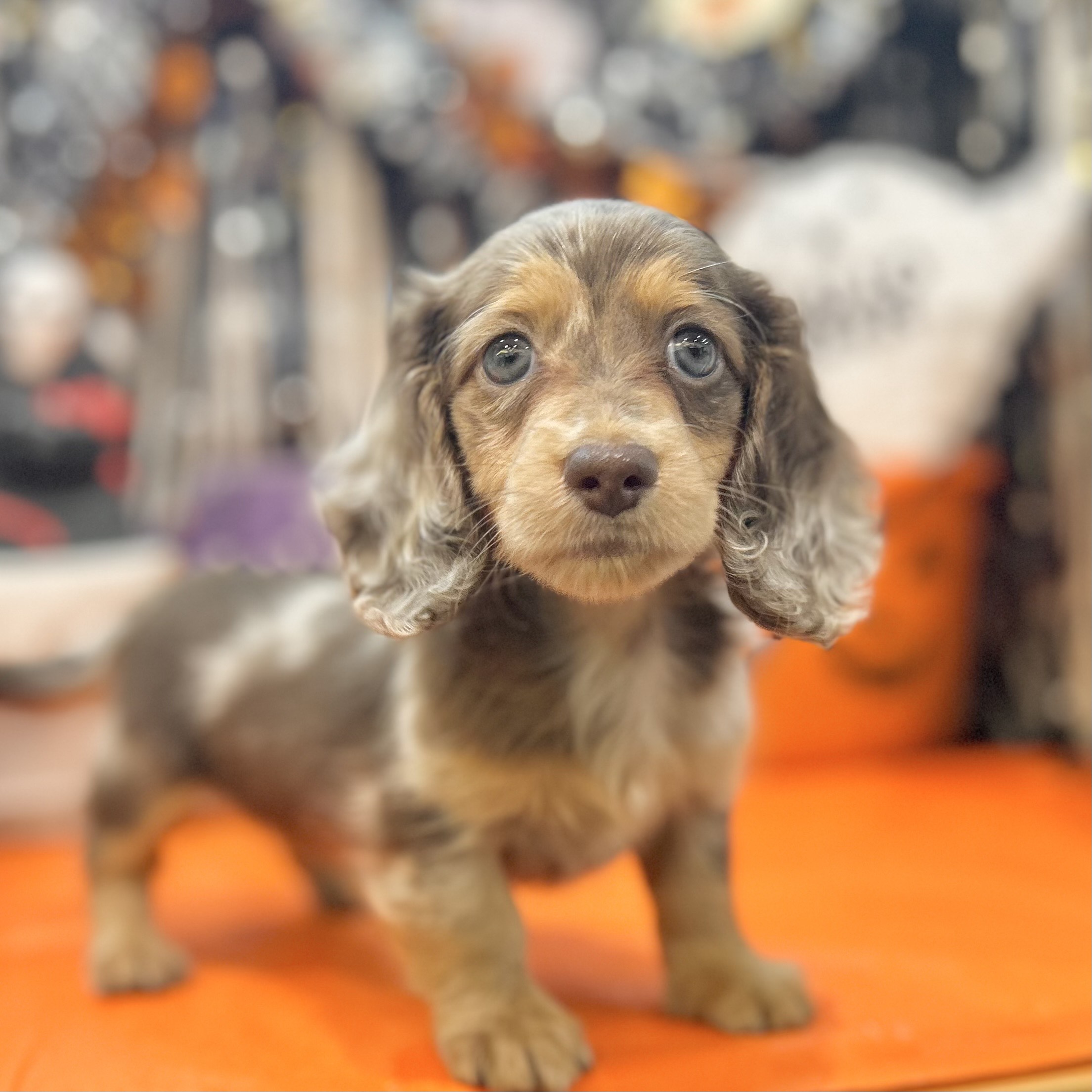 岡山県のミニチュアダックスフンド(ロング) (犬の家&猫の里倉敷店/2025年8月23日生まれ/男の子/チョコレートダップル)の子犬の3枚目の画像