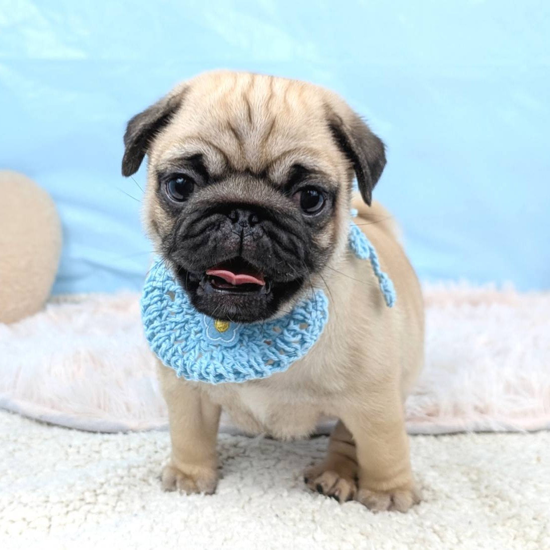 兵庫県のパグ (犬の家＆猫の里川西店/2025年8月24日生まれ/男の子/フォーン)の子犬の3枚目の画像