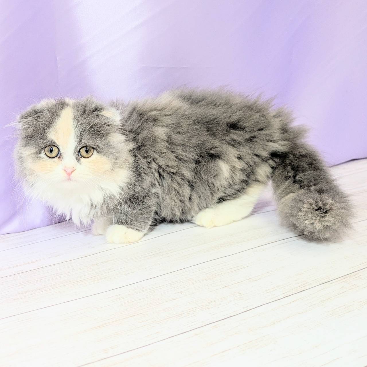 兵庫県のスコティッシュフォールド (犬の家＆猫の里尼崎店/2025年8月22日生まれ/女の子/ダイリュートキャリコ)の子猫の3枚目の画像