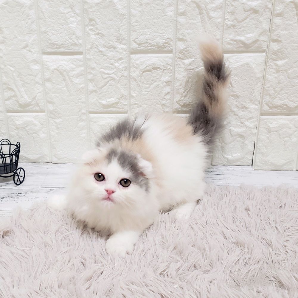 岡山県のスコティッシュフォールド (犬の家＆猫の里岡山店/2025年8月22日生まれ/女の子/ダイリュートキャリコ)の子猫の3枚目の画像