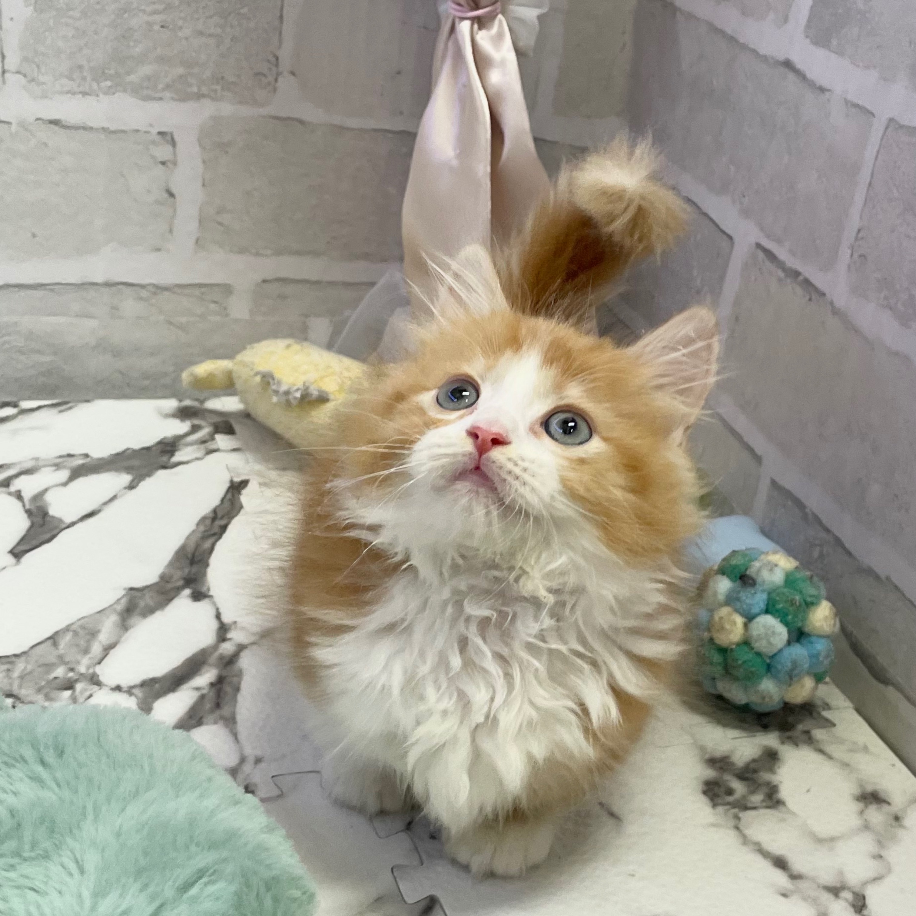 愛知県のミヌエット (犬の家＆猫の里岡崎店/2025年8月22日生まれ/女の子/レッドタビーホワイト)の子猫の3枚目の画像