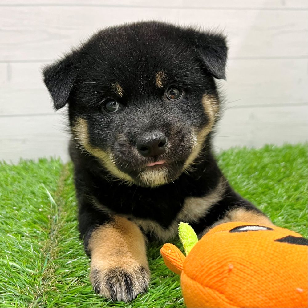 愛知県の柴犬(標準サイズ) (犬の家&猫の里豊田店/2025年8月24日生まれ/男の子/黒)の子犬の3枚目の画像