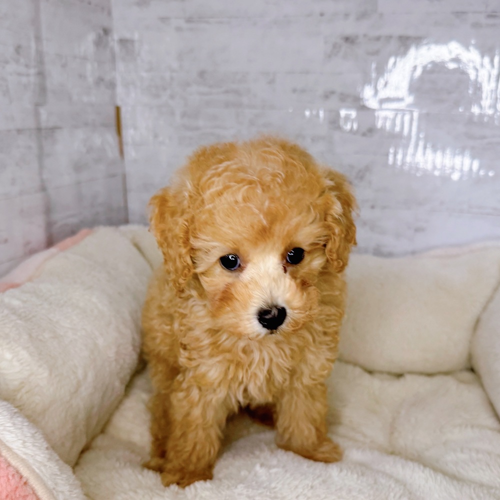 長野県のトイプードル(トイ) (犬の家＆猫の里塩尻店/2025年8月23日生まれ/女の子/アプリコット)の子犬の3枚目の画像