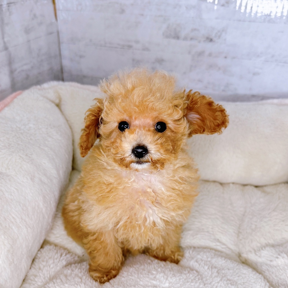 長野県のトイプードル(タイニー) (犬の家＆猫の里塩尻店/2025年8月12日生まれ/女の子/オレンジフォーン)の子犬の1枚目の画像