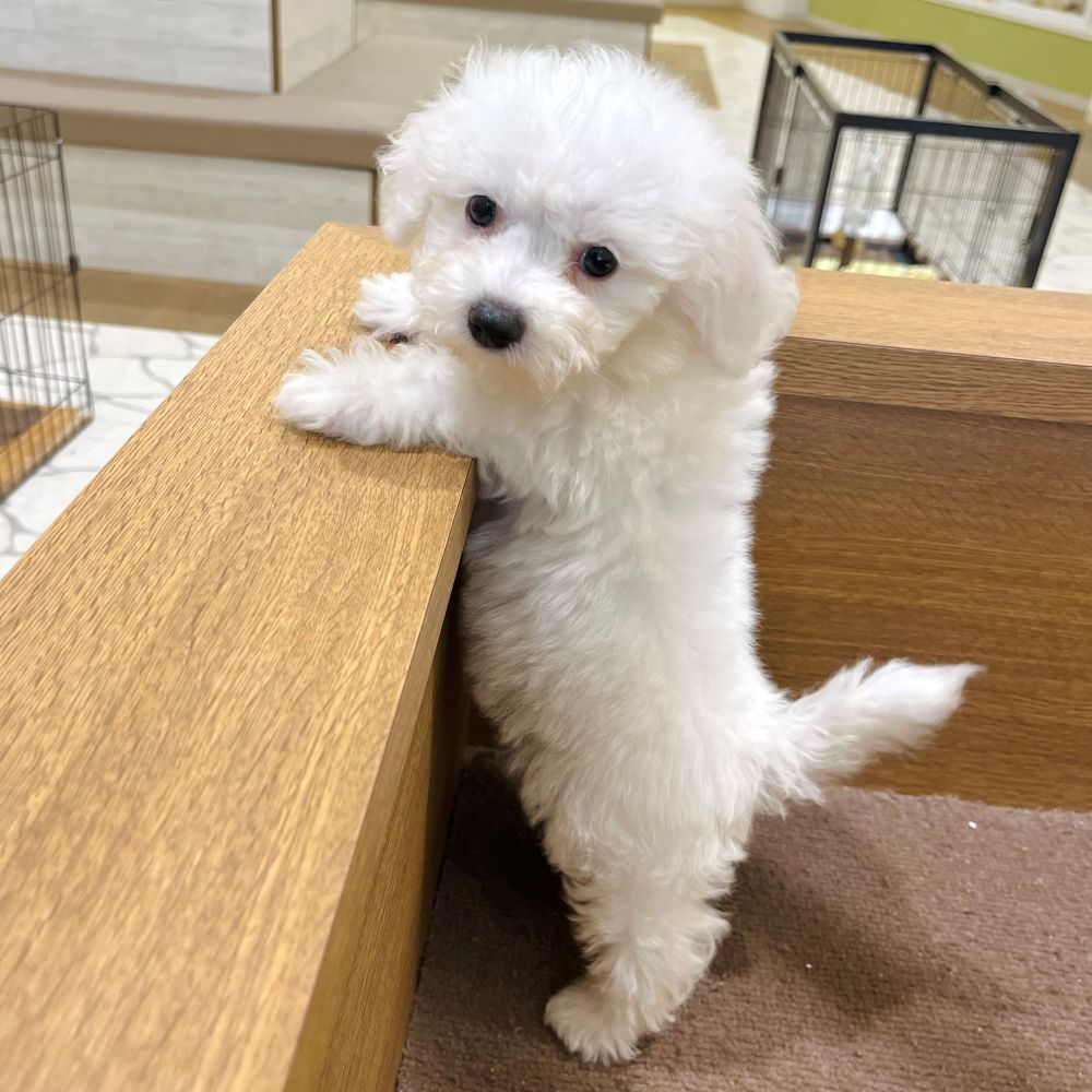 愛知県のビションプー(ビションフリーゼ×プードル) (犬の家&猫の里豊田店/2025年8月24日生まれ/女の子/ホワイト)の子犬の3枚目の画像