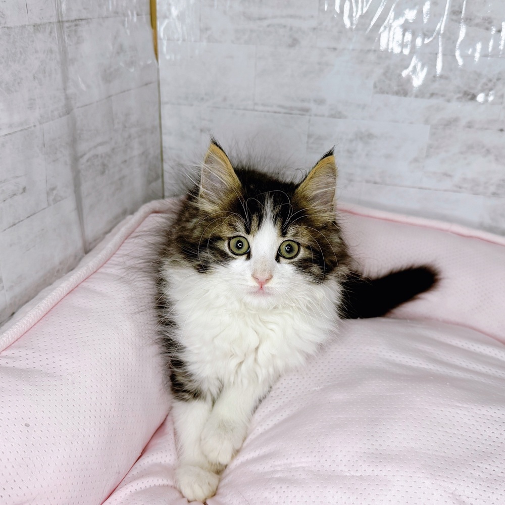 岐阜県のノルウェージャンフォレストキャット (犬の家＆猫の里カラフルタウン岐阜店/2025年8月20日生まれ/男の子/ブラウンタビーホワイト)の子猫の3枚目の画像