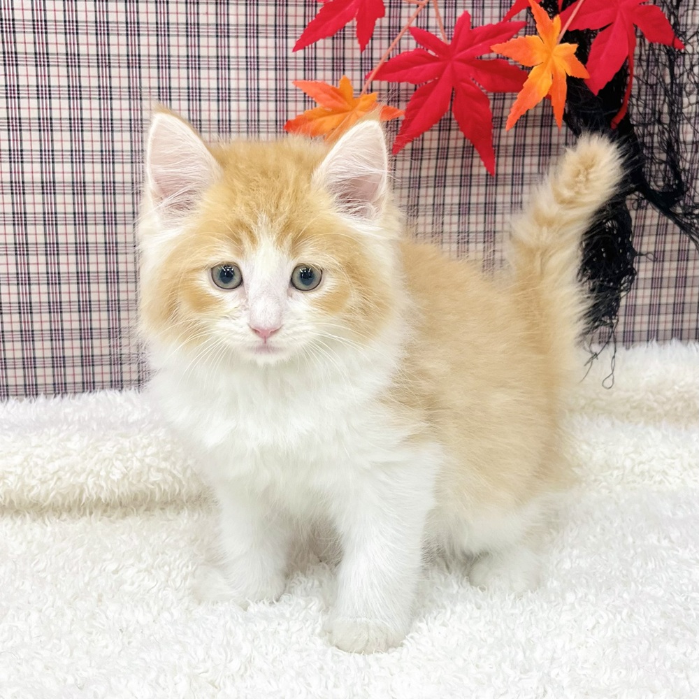 愛知県のノルウェージャンフォレストキャット (犬の家＆猫の里エアポートウォーク店/2025年8月20日生まれ/男の子/レッドタビーホワイト)の子猫の3枚目の画像