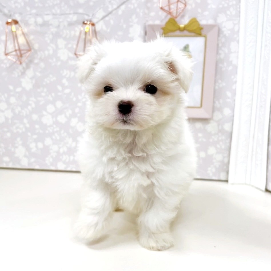富山県のマルチーズ (犬の家＆猫の里アミーゴ高岡蓮花寺店/2025年8月20日生まれ/女の子/ホワイト)の子犬の3枚目の画像