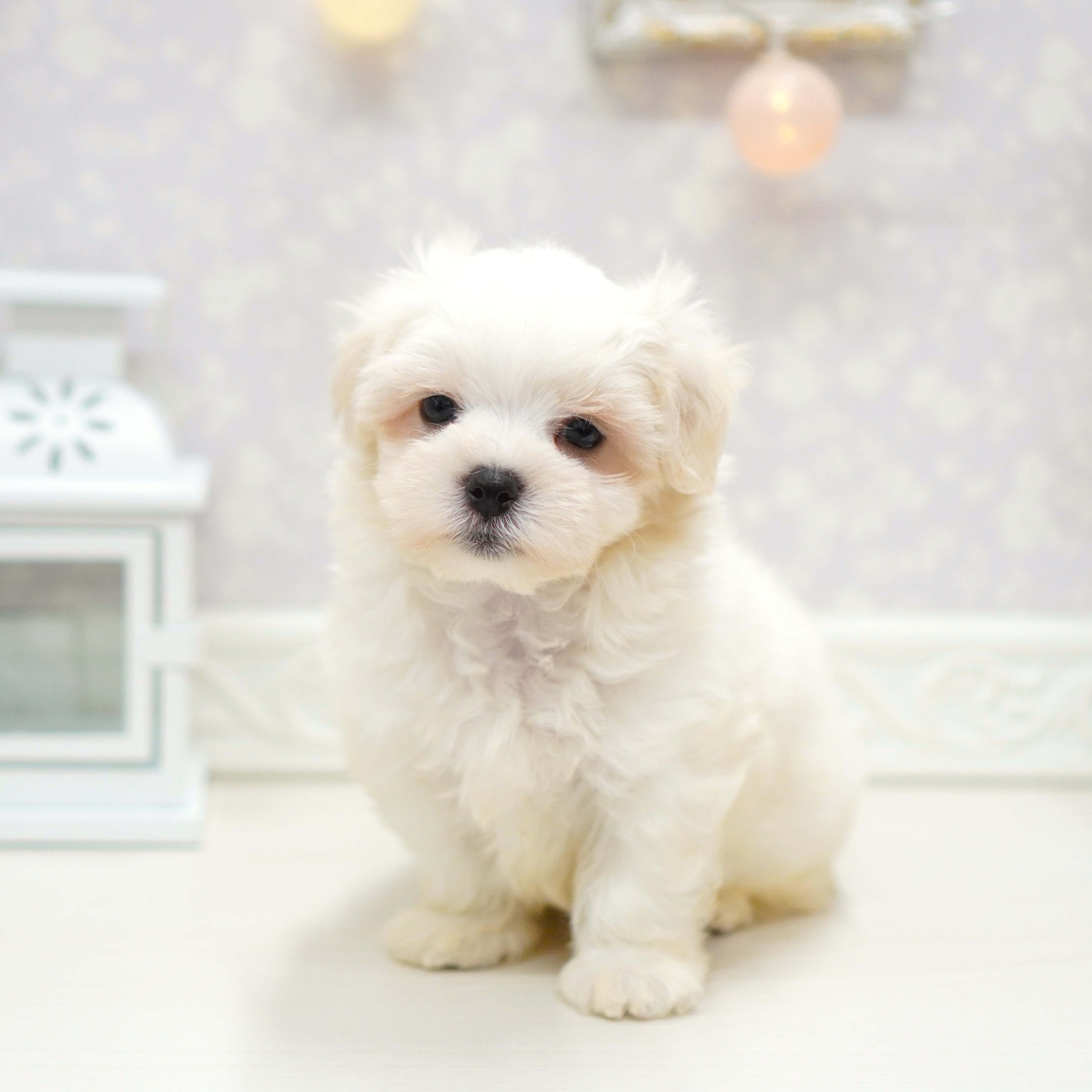 富山県のマルチーズ (犬の家＆猫の里アミーゴ山室店/2025年8月20日生まれ/男の子/ホワイト)の子犬の3枚目の画像