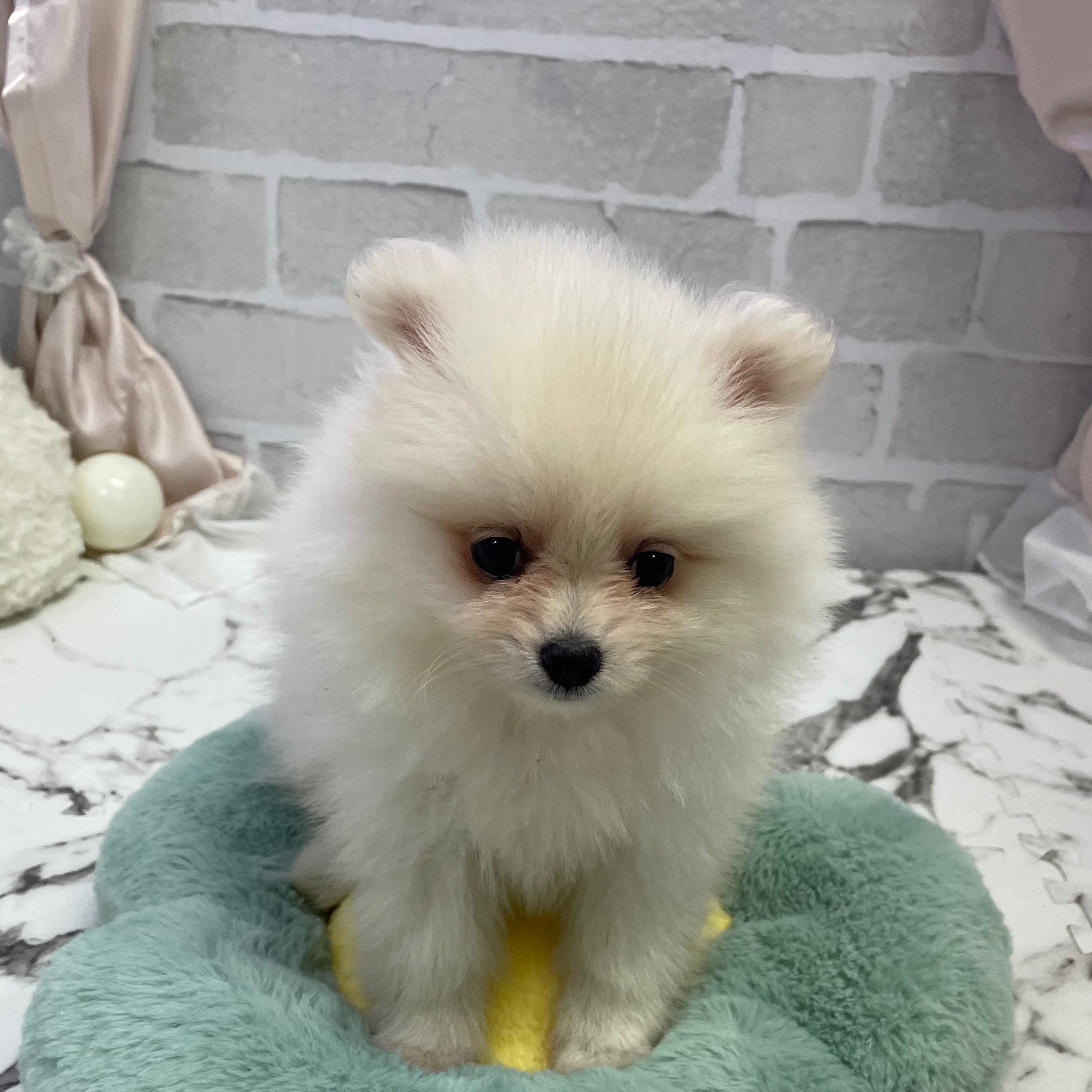 静岡県のポメラニアン (犬の家＆猫の里プレ葉ウォーク浜北店/2025年8月19日生まれ/女の子/クリーム)の子犬の3枚目の画像