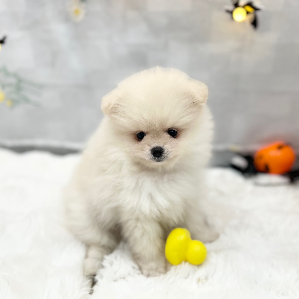 ポメラニアンの写真