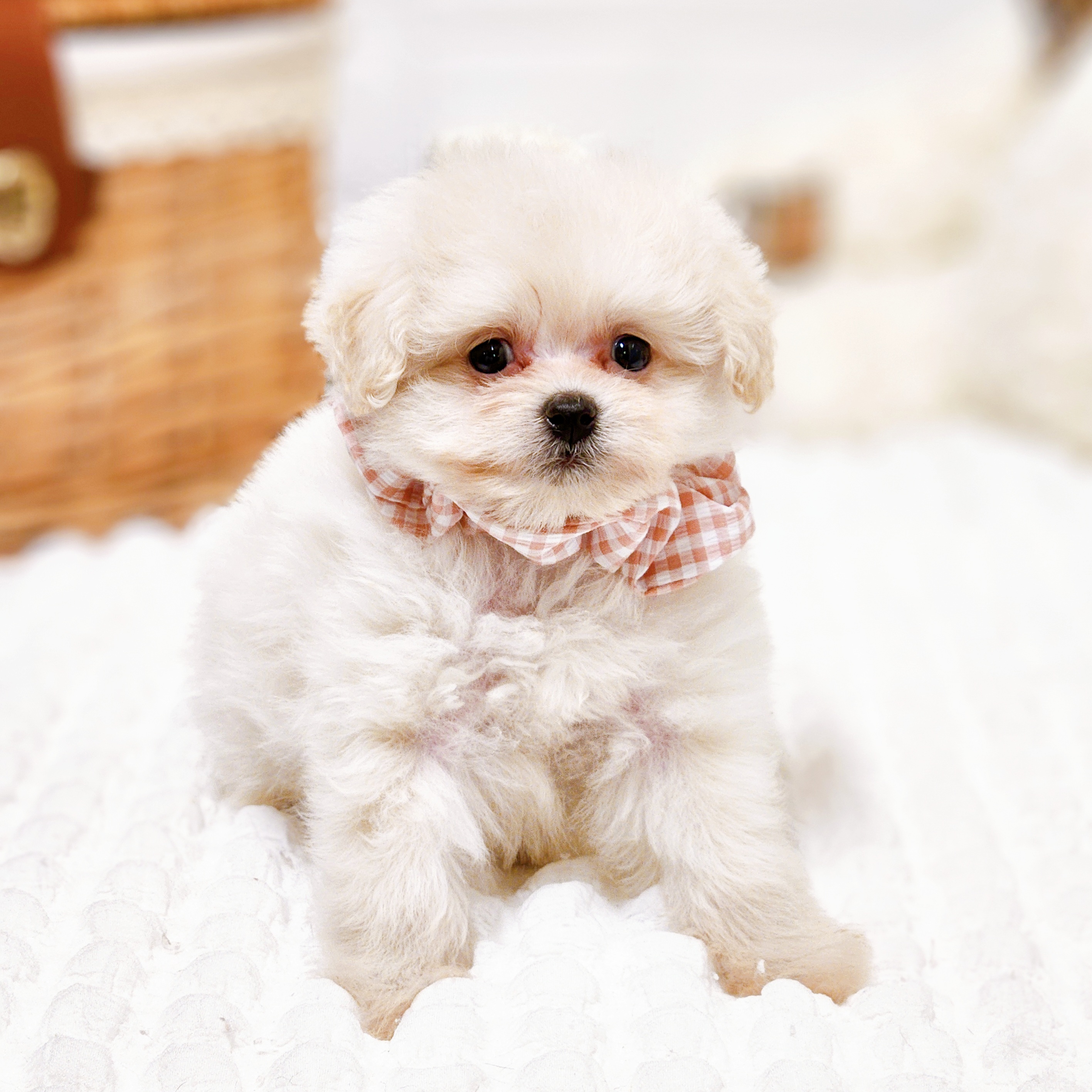 滋賀県のポメプー(ポメラニアン×プードル) (犬の家＆猫の里近江八幡店/2025年8月21日生まれ/女の子/クリーム)の子犬の3枚目の画像