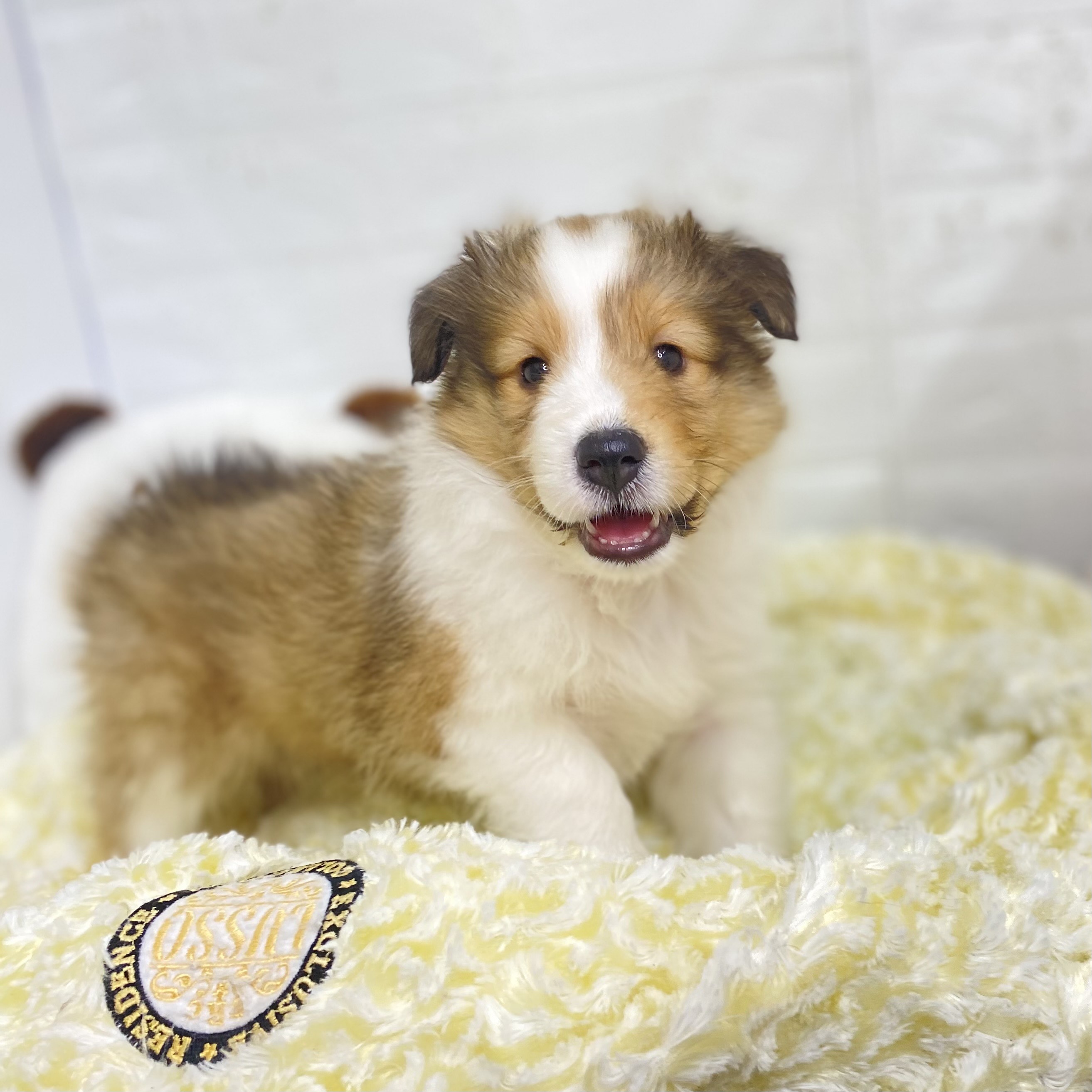 長野県のシェットランドシープドッグ (犬の家&猫の里長野店/2025年8月25日生まれ/女の子/セーブルホワイト)の子犬の1枚目の画像