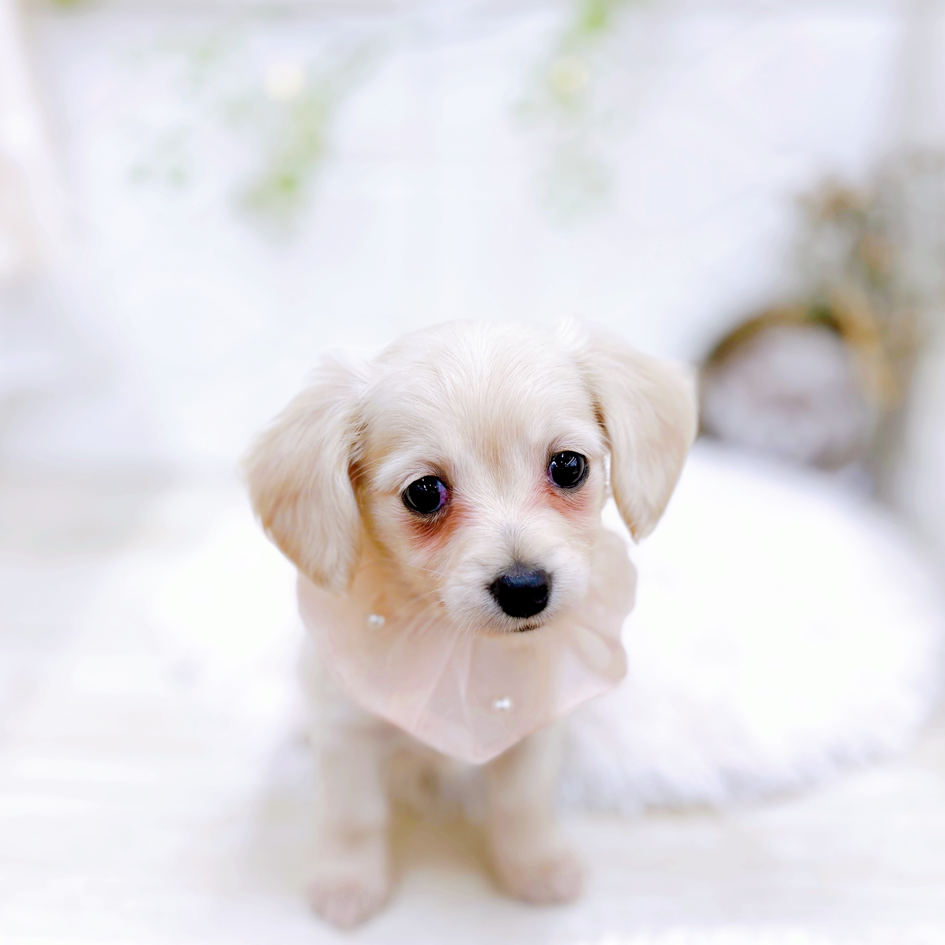 福井県のチワックス(チワワ×ダックス) (犬の家＆猫の里アミーゴ福井店/2025年8月25日生まれ/女の子/クリーム)の子犬の3枚目の画像