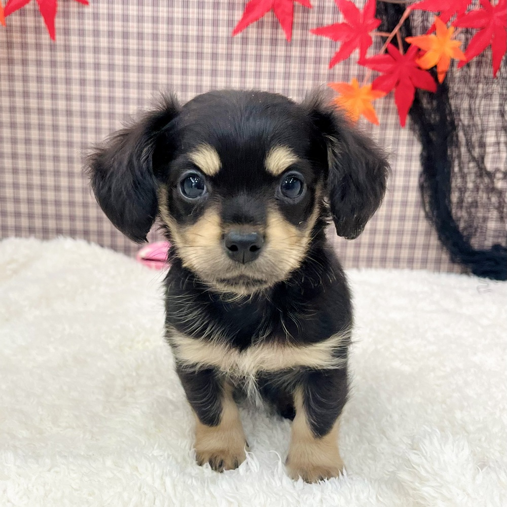 愛知県のチワックス(チワワ×ダックス) (犬の家＆猫の里エアポートウォーク店/2025年8月25日生まれ/男の子/ブラックタン)の子犬の1枚目の画像