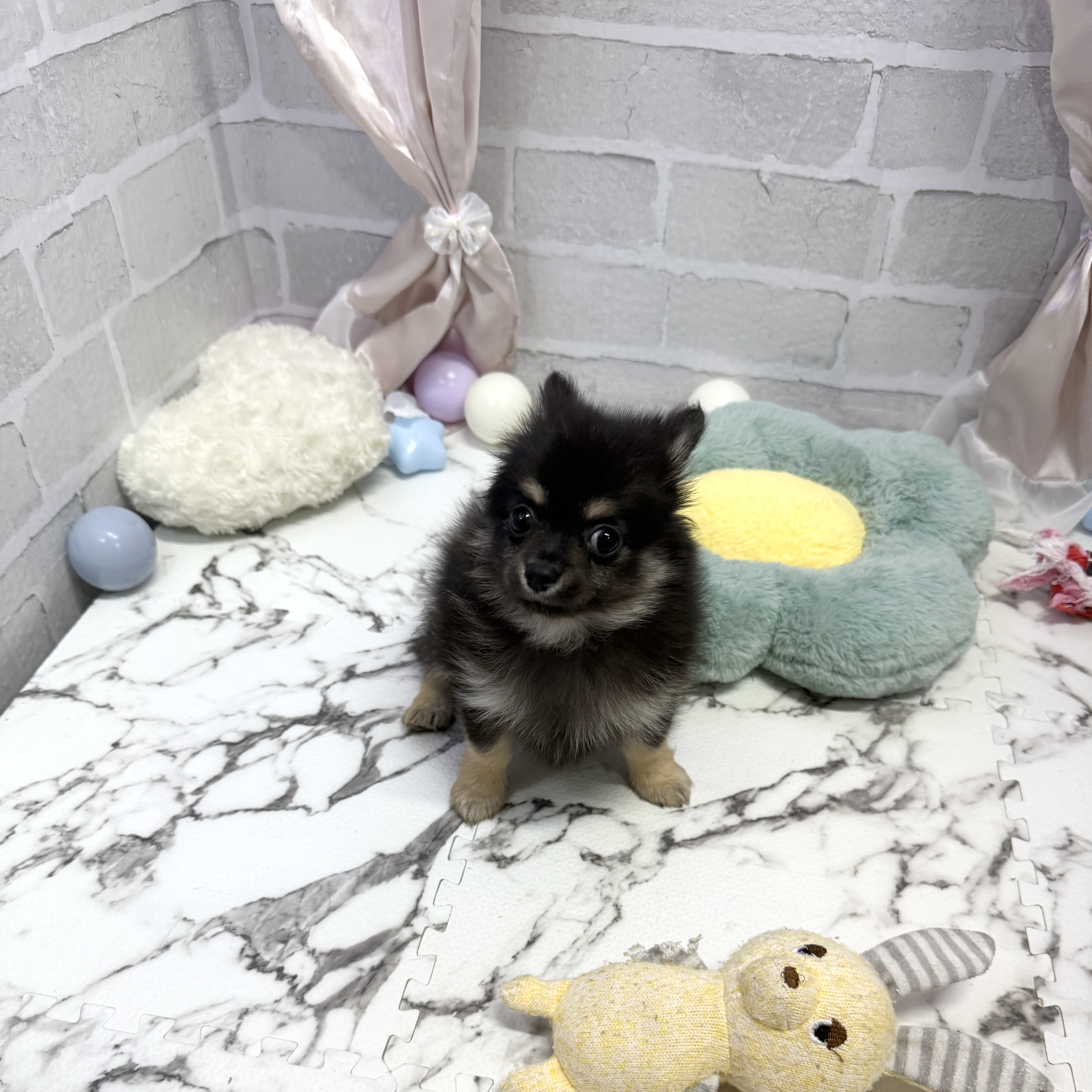 愛知県のポメチワ/チワポメ/ポメチー(ポメラニアン×チワワ) (犬の家＆猫の里岡崎店/2025年8月25日生まれ/男の子/ブラックタン)の子犬の3枚目の画像