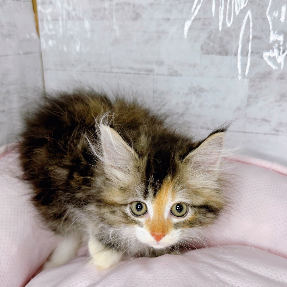 長野県のサイベリアン (犬の家＆猫の里塩尻店/2025年8月26日生まれ/女の子/ブラウンパッチドタビー)の子猫の3枚目の画像