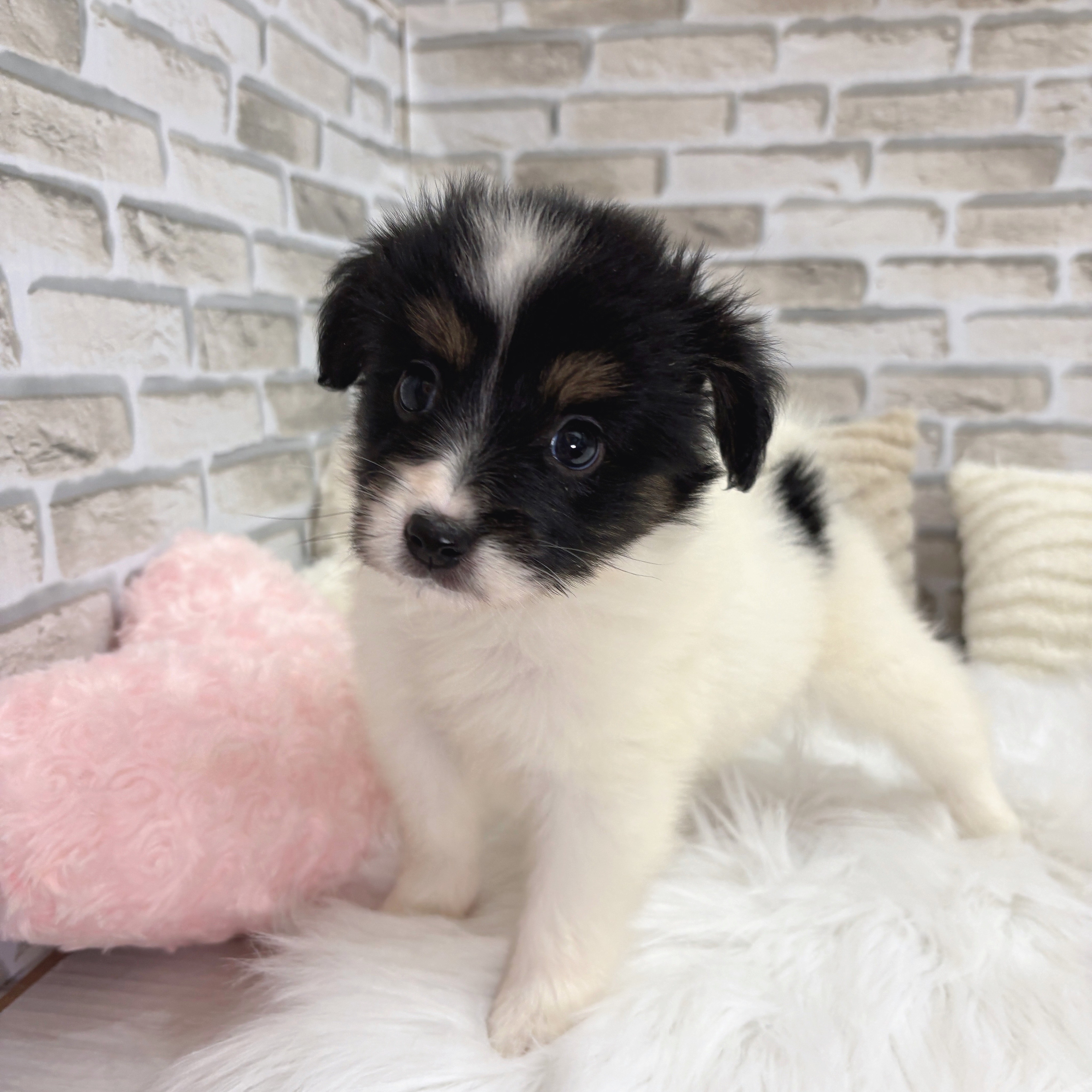 神奈川県のパピヨン (犬の家&猫の里モザイクモール港北店/2025年8月25日生まれ/女の子/トライカラー)の子犬の3枚目の画像