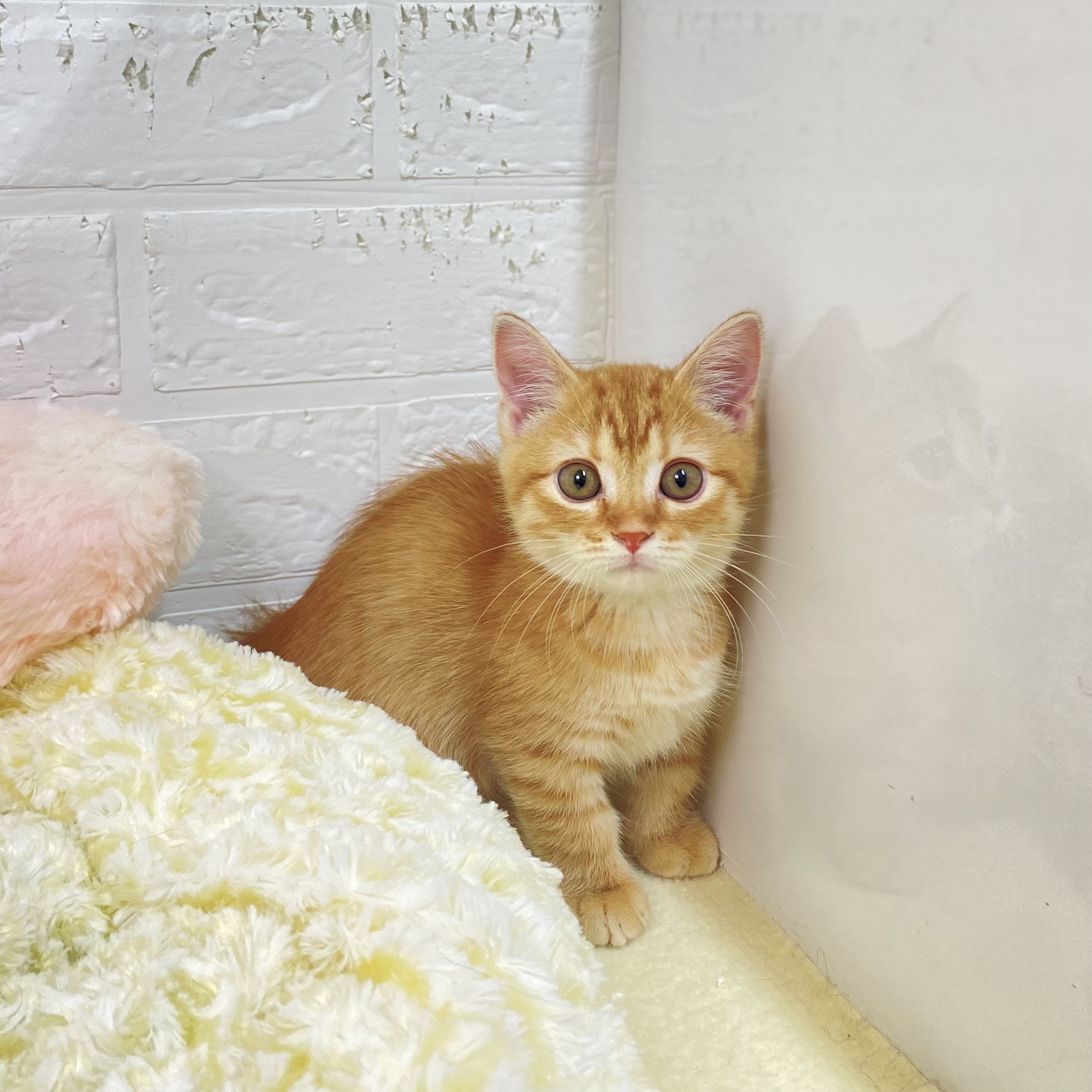 東京都のマンチカン (犬の家＆猫の里新宿店/2025年8月26日生まれ/男の子/レッドタビー)の子猫の3枚目の画像