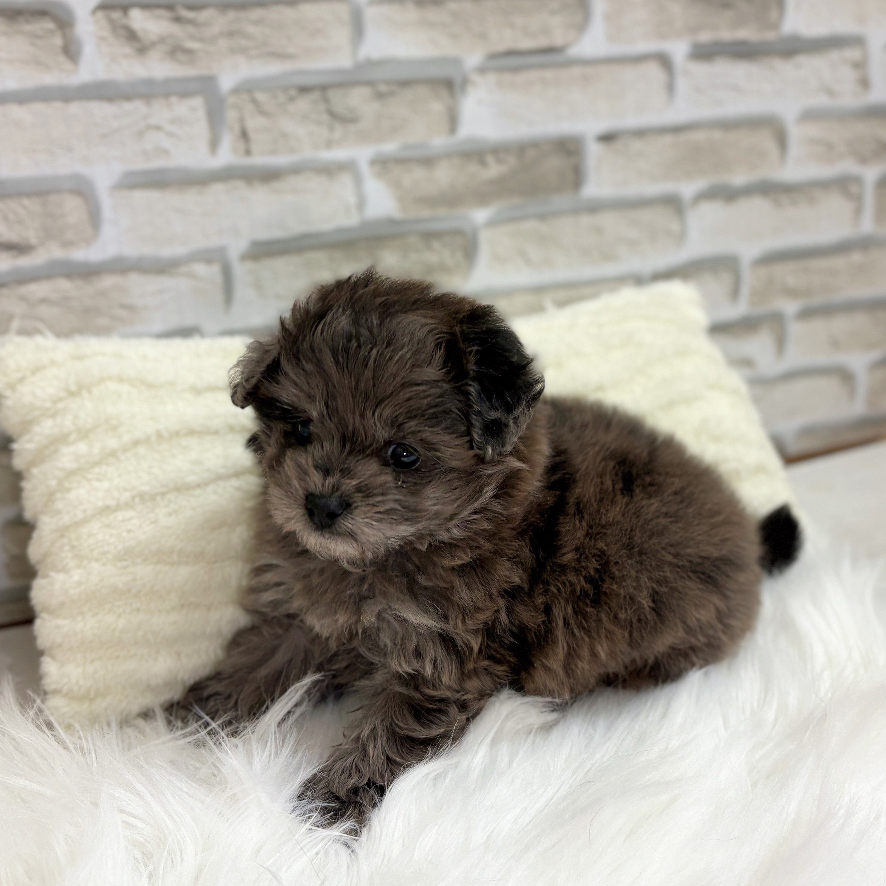 神奈川県のポメプー(ポメラニアン×プードル) (犬の家&猫の里モザイクモール港北店/2025年8月26日生まれ/男の子/ブルーマール)の子犬の3枚目の画像