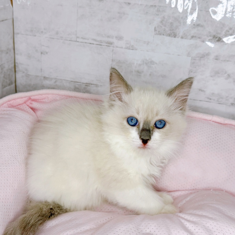 長野県のラグドール (犬の家＆猫の里塩尻店/2025年8月23日生まれ/女の子/ブルーポイント)の子猫の3枚目の画像